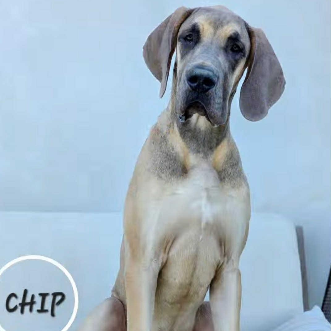 Enlarge Chip, an adopted Great Dane in Tehachapi, CA image 1/1