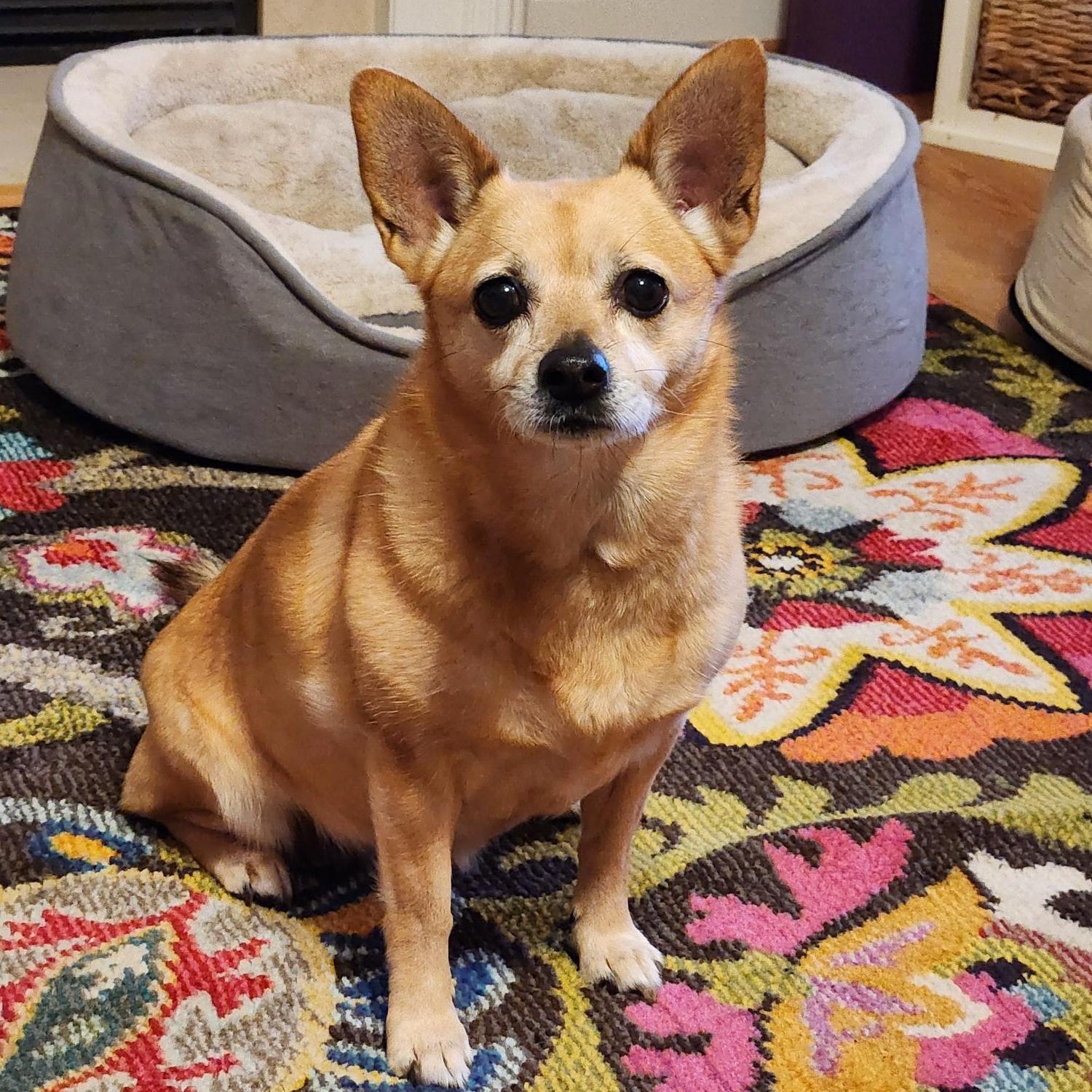 Hailey, adoptable, Senior Female Chihuahua & Corgi.