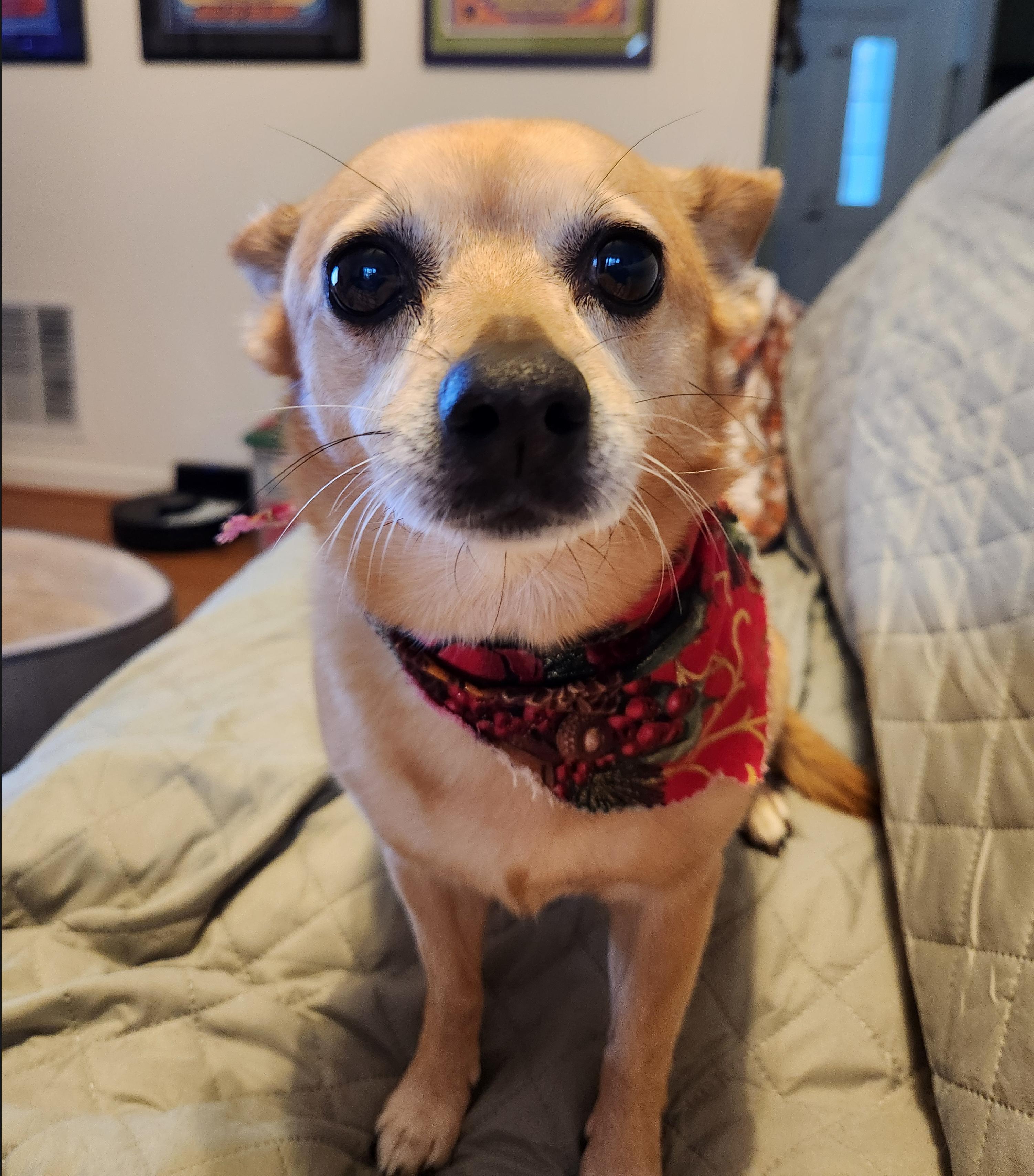 Enlarge Hailey, an adoptable mixed breed in Richmond, VA image 2/6