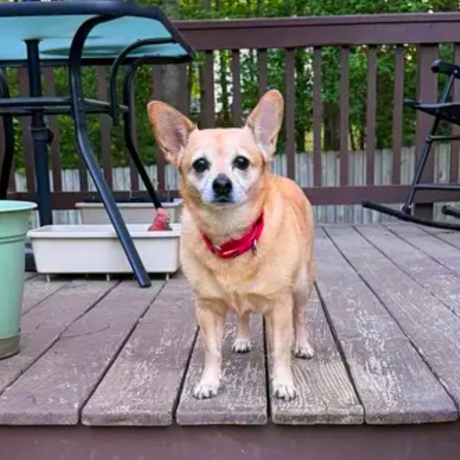 Enlarge Hailey, an adoptable mixed breed in Richmond, VA image 4/6