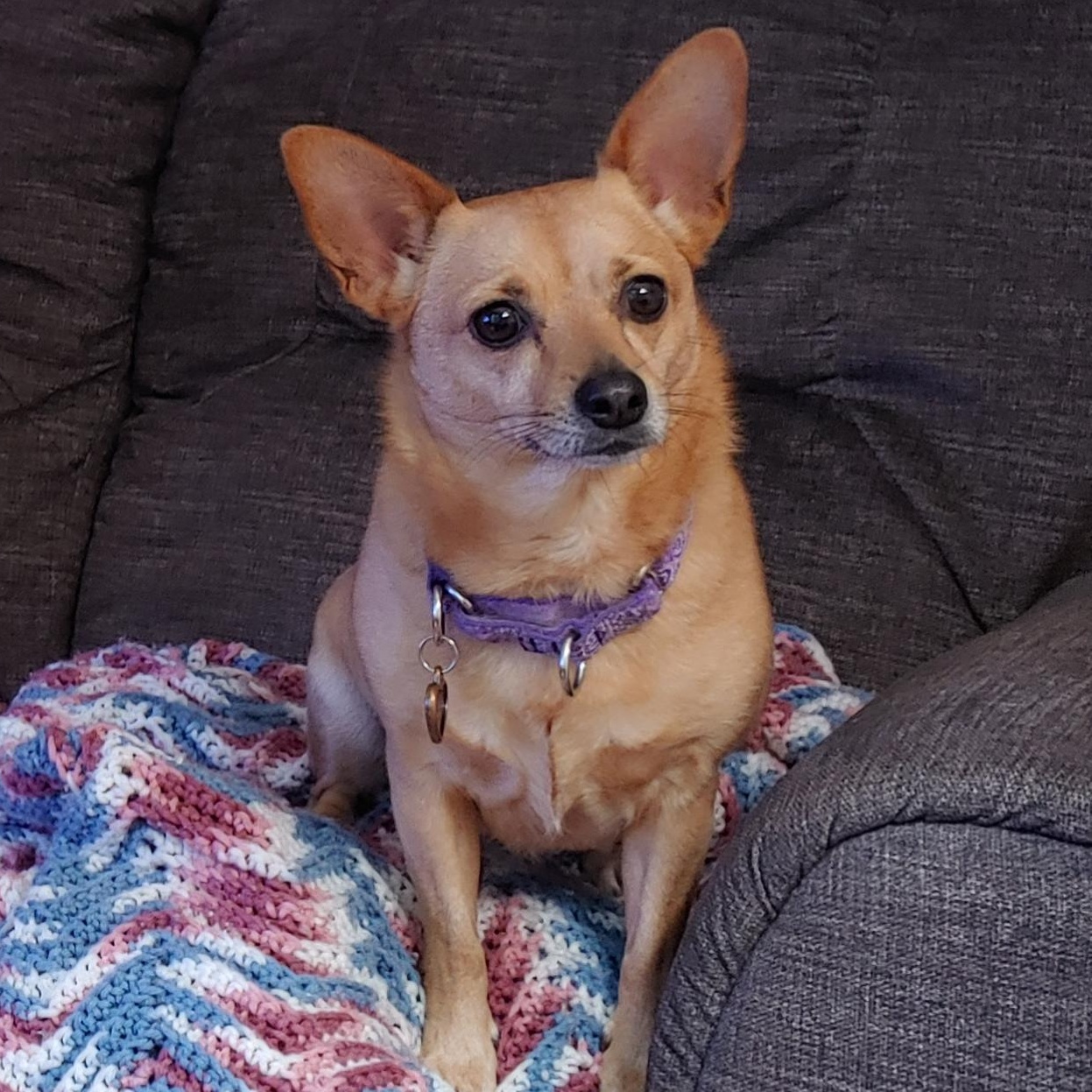 Enlarge Hailey, an adoptable mixed breed in Richmond, VA image 3/6