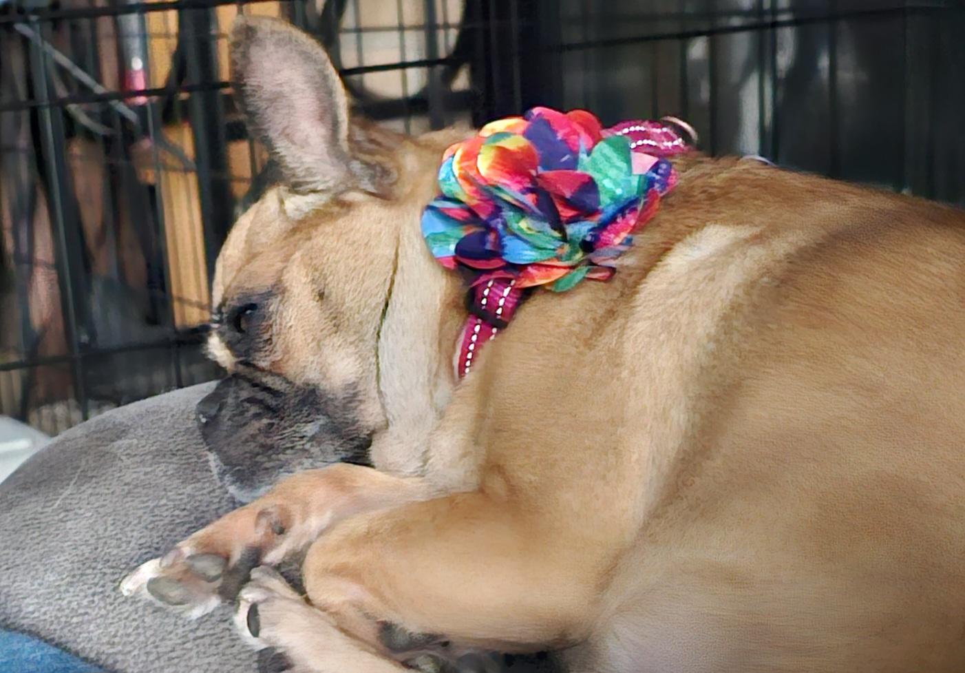 Enlarge Chelle, a Adopted mixed breed in Warrenville, IL image 4/5