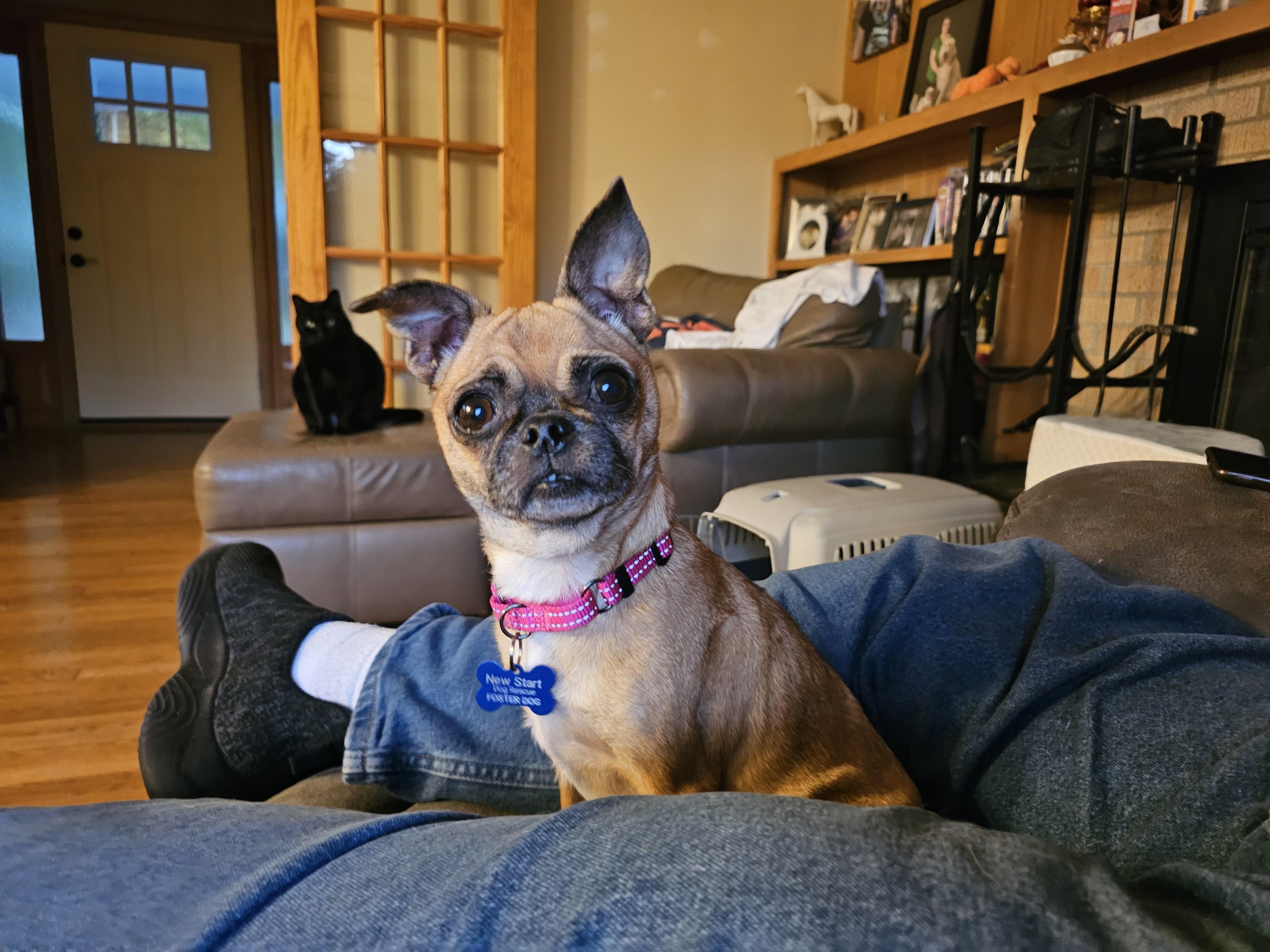 Chelle, Adopted, Adult Female Chihuahua & Pug.