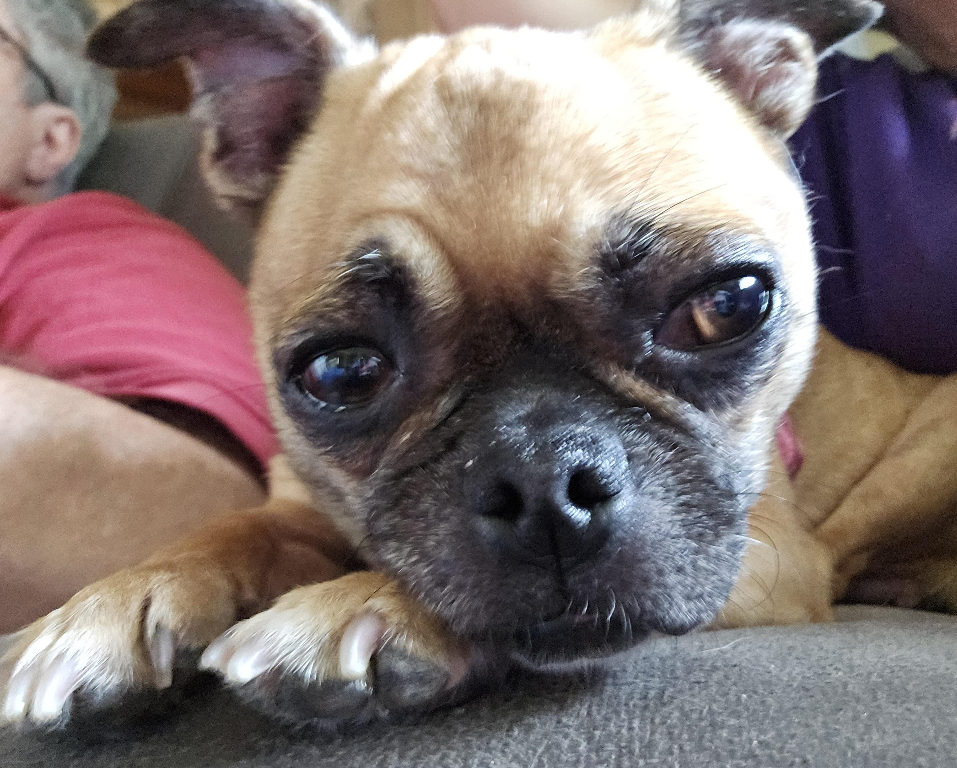 Enlarge Chelle, a Adopted mixed breed in Warrenville, IL image 2/5