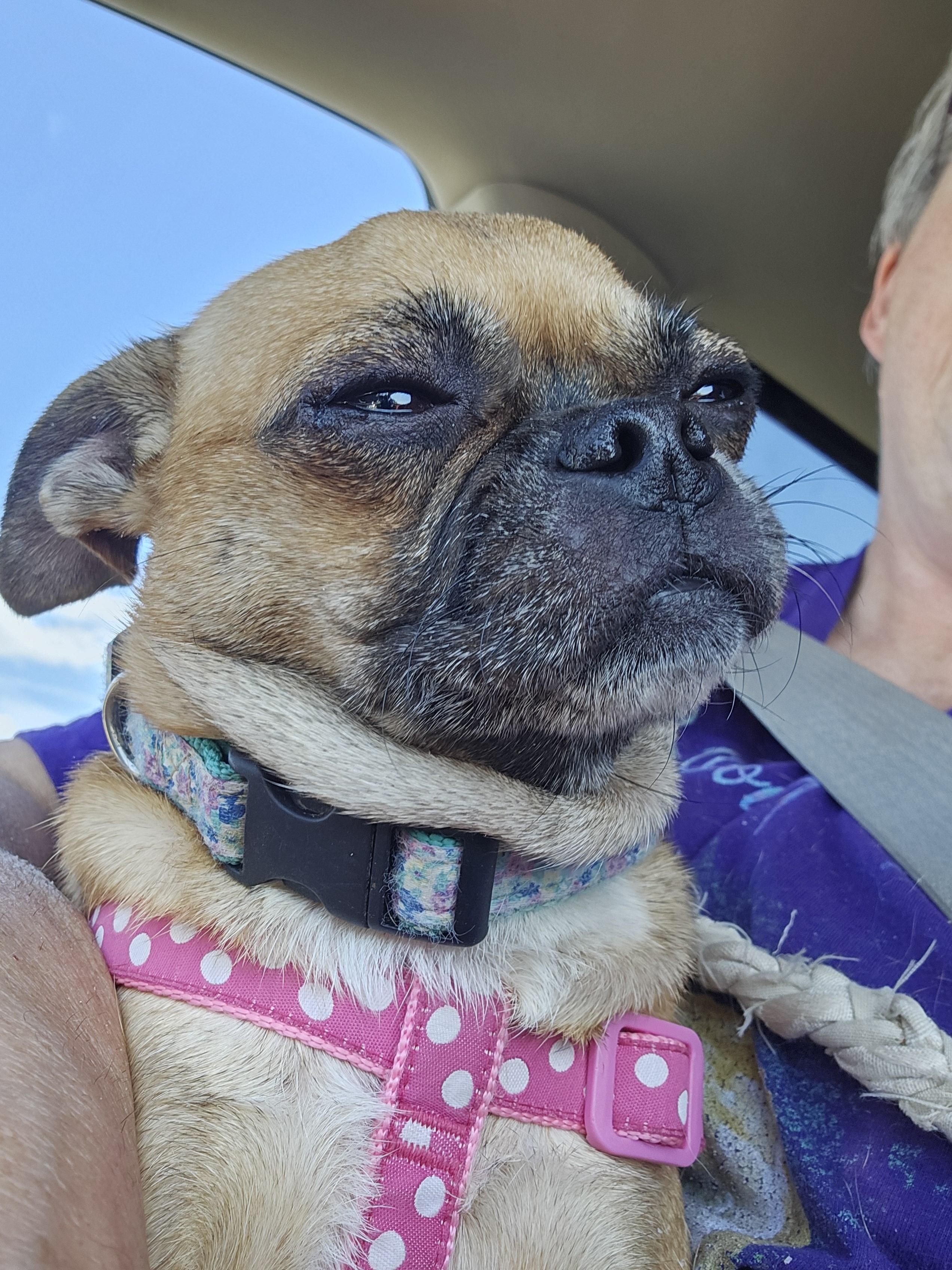 Enlarge Chelle, a Adopted mixed breed in Warrenville, IL image 3/5