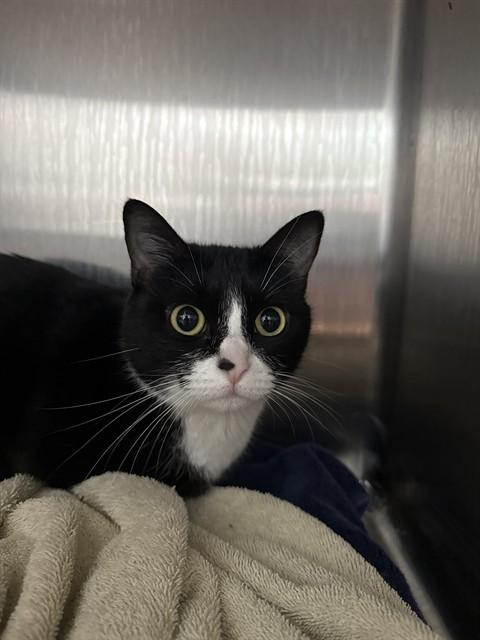 SEREPHINA — thumbnail 2