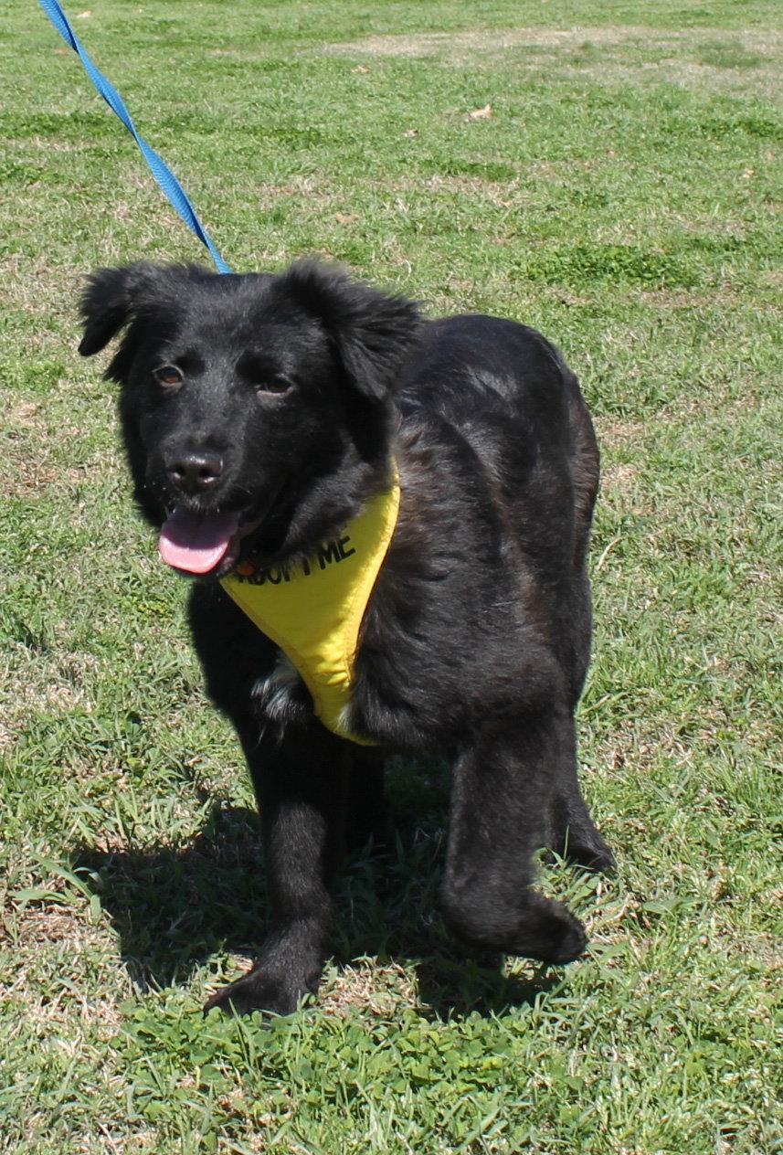 Jake, Adopted, Young Male Border Collie.