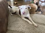 Athena (166158)(In Foster Home), a ADOPTABLE Pit Bull Terrier in Baton Rouge, LA image 4/5