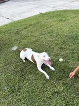 Athena (166158)(In Foster Home), a ADOPTABLE Pit Bull Terrier in Baton Rouge, LA image 5/5