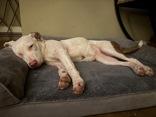 Athena (166158)(In Foster Home), a ADOPTABLE Pit Bull Terrier in Baton Rouge, LA image 2/5