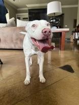 Athena (166158)(In Foster Home), a ADOPTABLE Pit Bull Terrier in Baton Rouge, LA image 3/5
