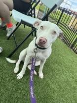 Athena (166158)(In Foster Home), a ADOPTABLE Pit Bull Terrier in Baton Rouge, LA image 1/5