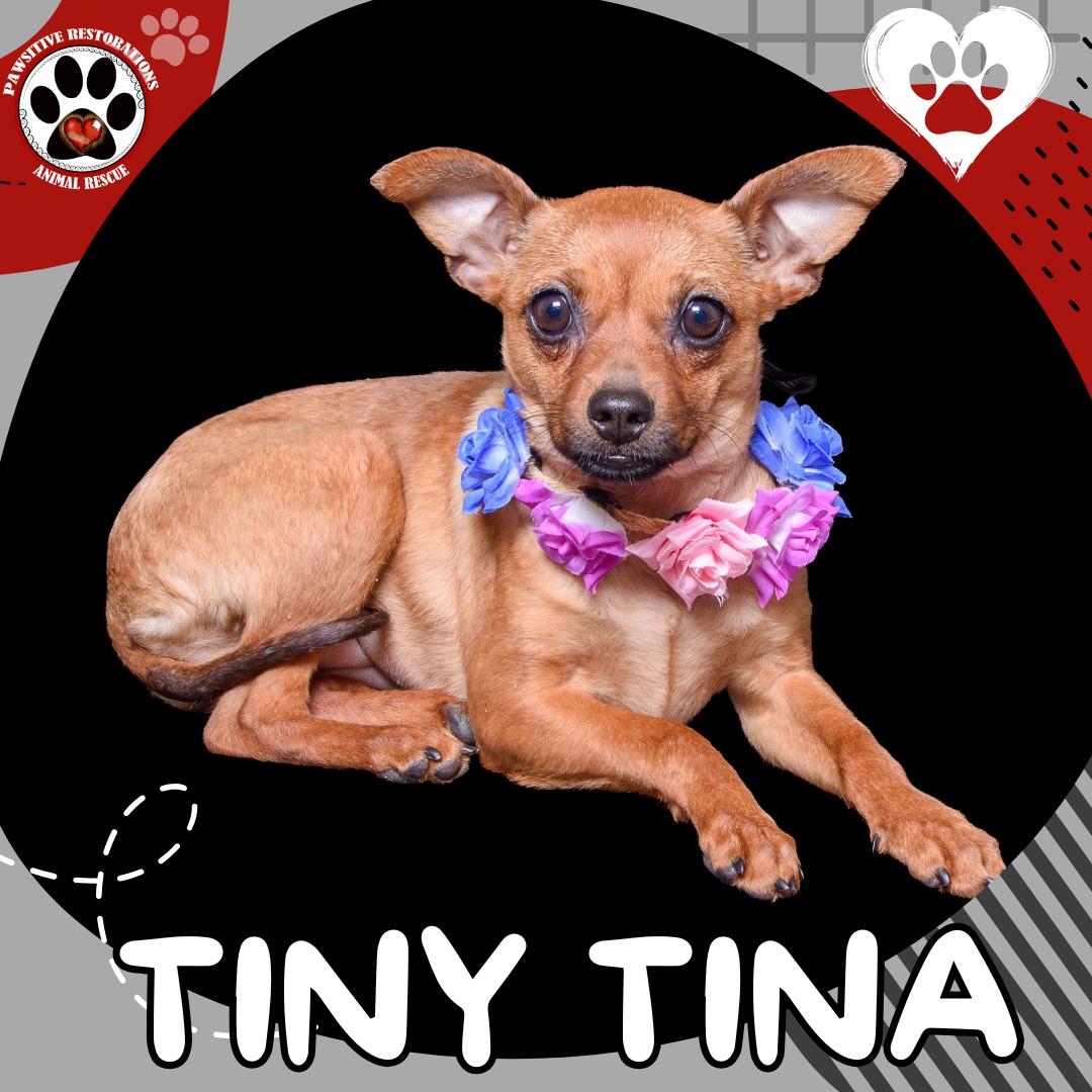 TINY TINA ❤️, ADOPTABLE, Young Female Chihuahua & Dachshund.