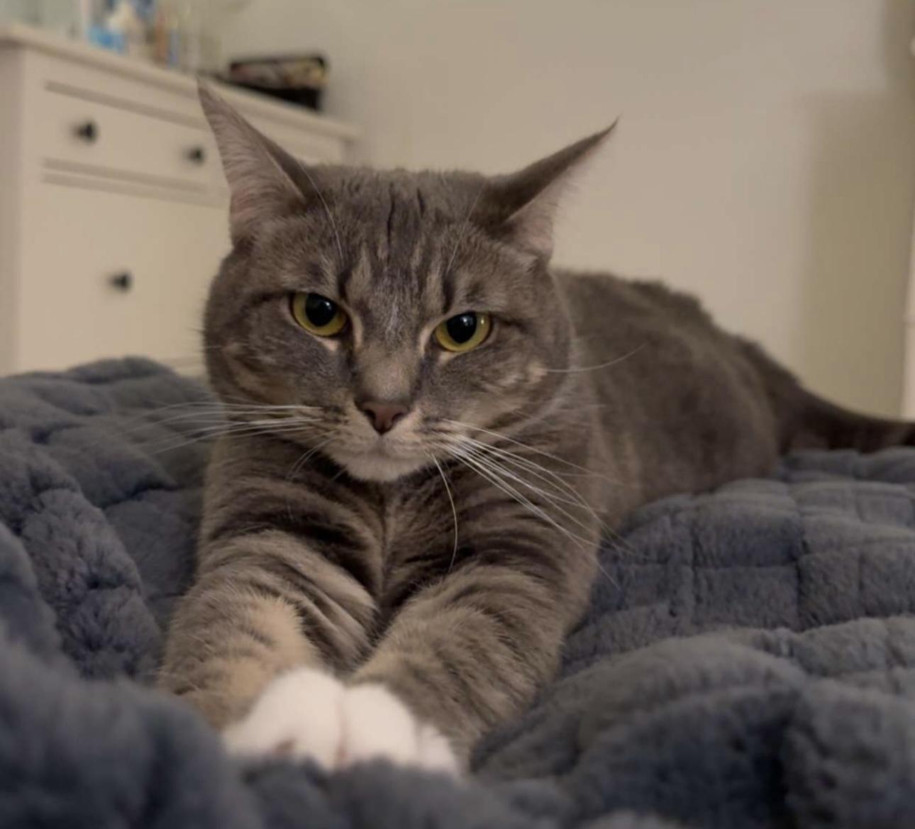 Enlarge Willow, a ADOPTABLE mixed breed in Latham, NY image 2/4