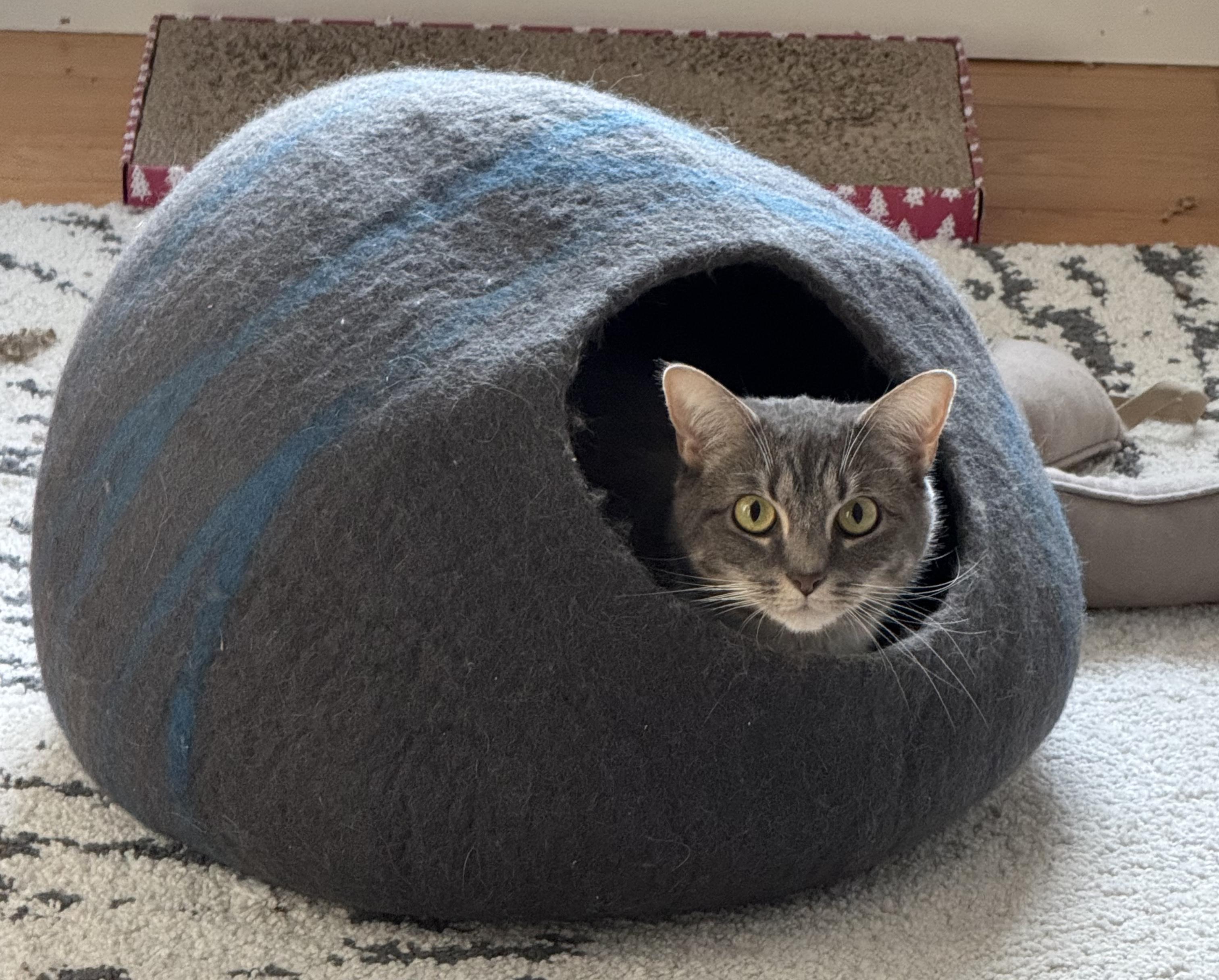 Enlarge Willow, a ADOPTABLE mixed breed in Latham, NY image 3/4