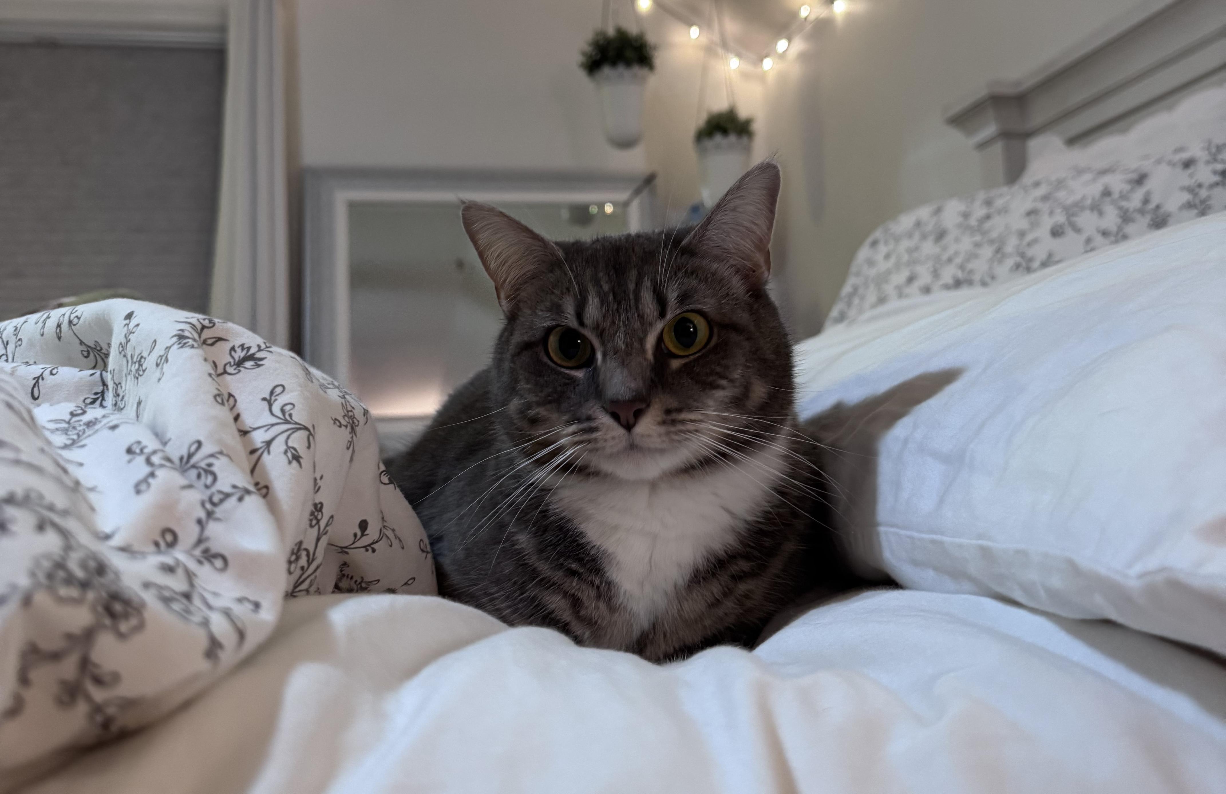 Enlarge Willow, a ADOPTABLE mixed breed in Latham, NY image 4/4