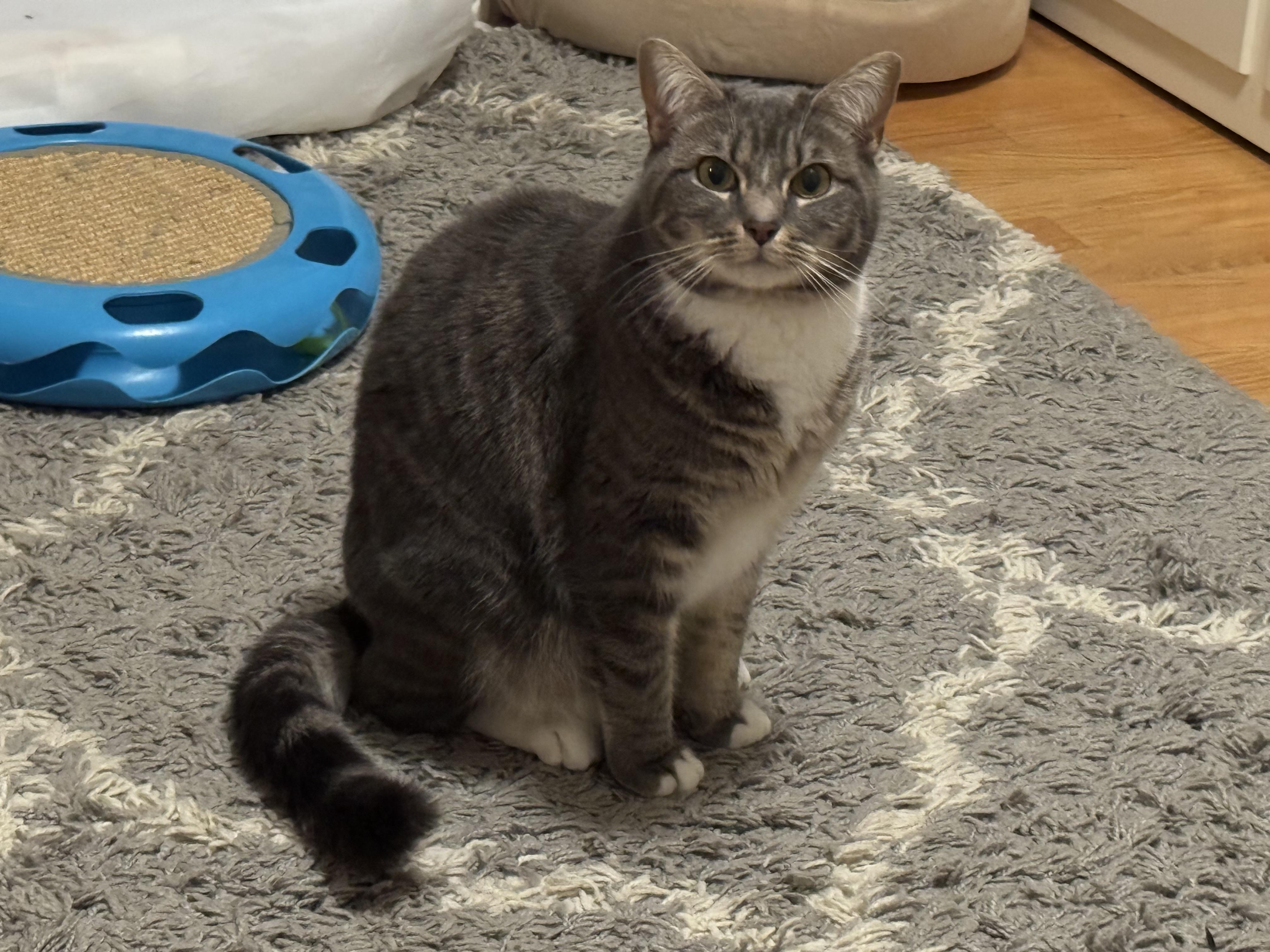 Enlarge Willow, a ADOPTABLE mixed breed in Latham, NY image 1/4