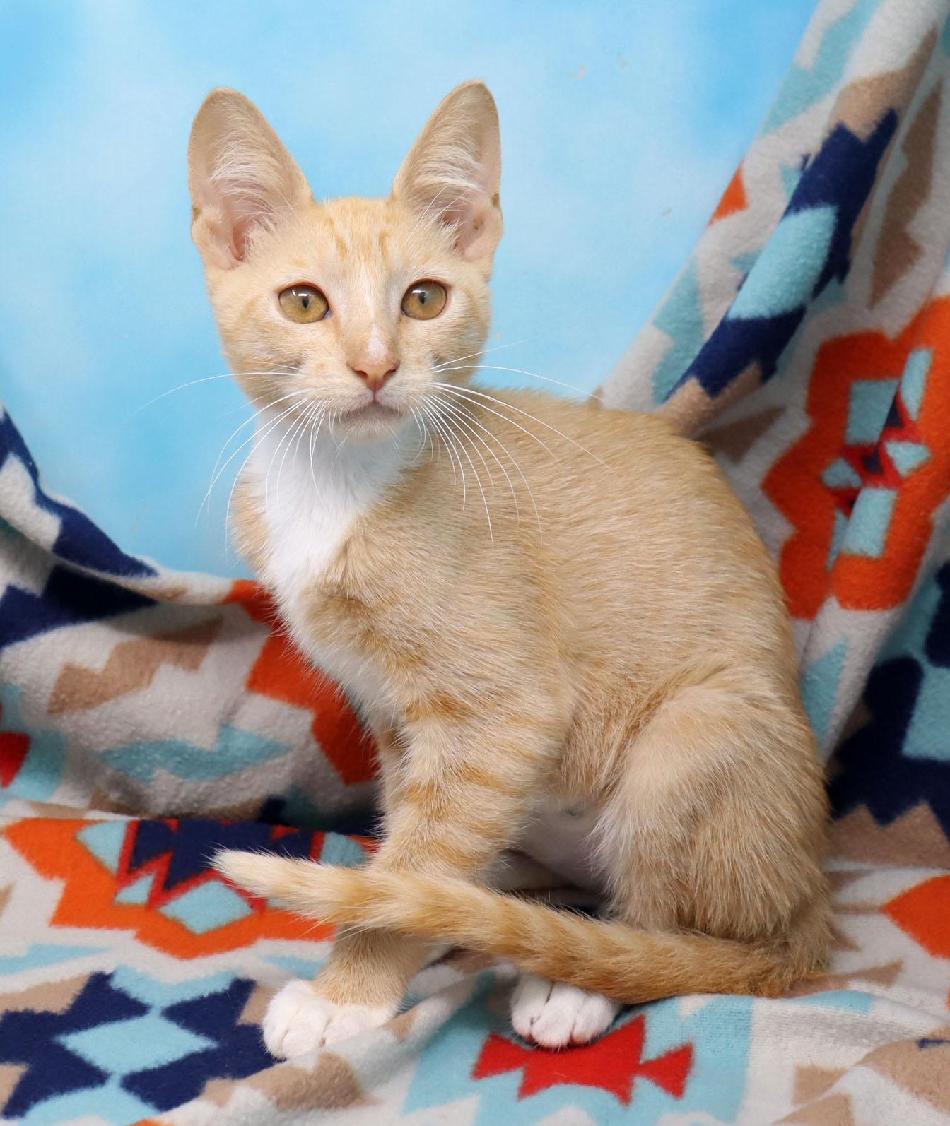 Enlarge Alfredo, a ADOPTABLE Domestic Short Hair in Tierra Verde, FL image 3/3