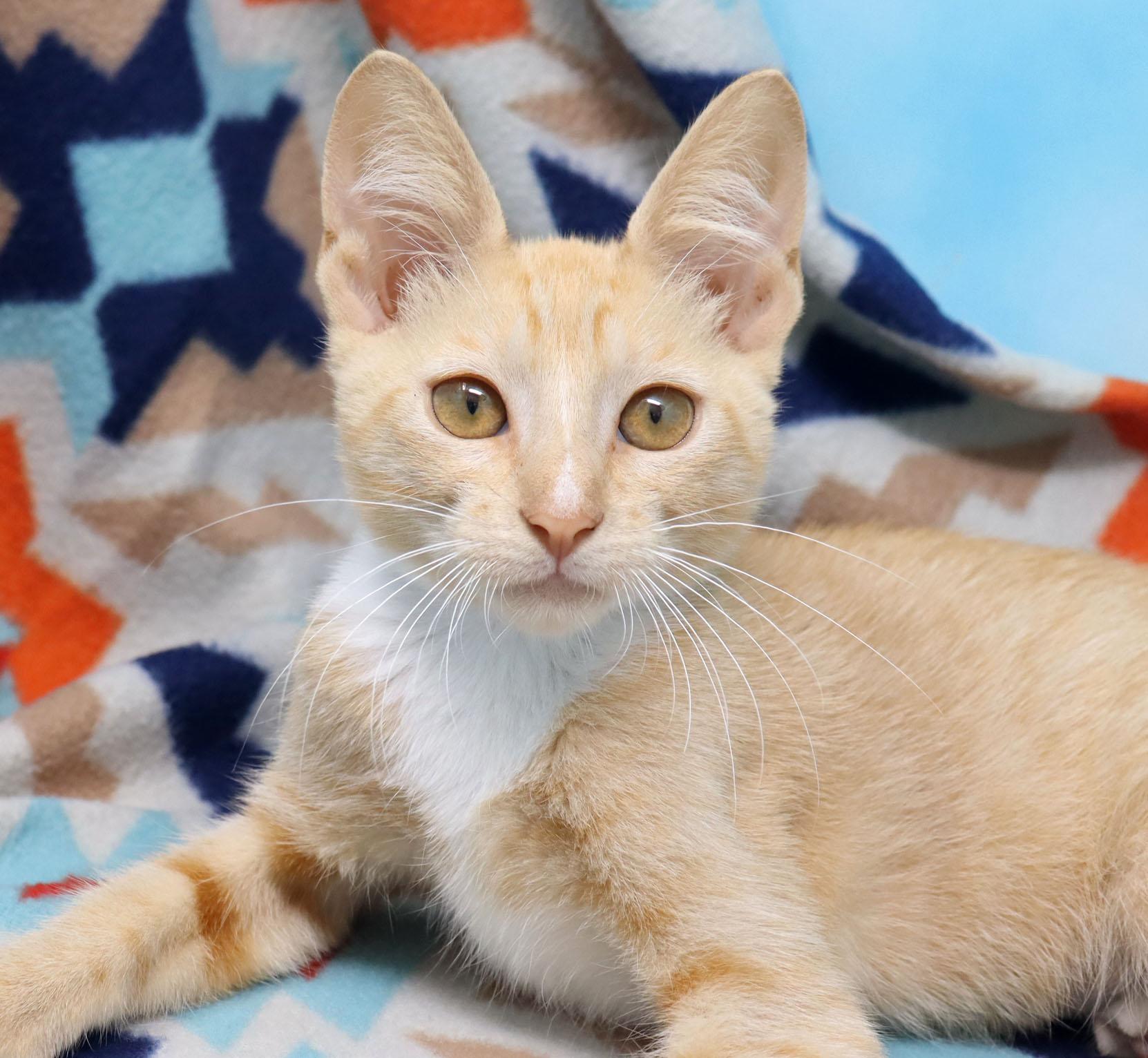 Alfredo, ADOPTABLE, Kitten Male Domestic Short Hair.