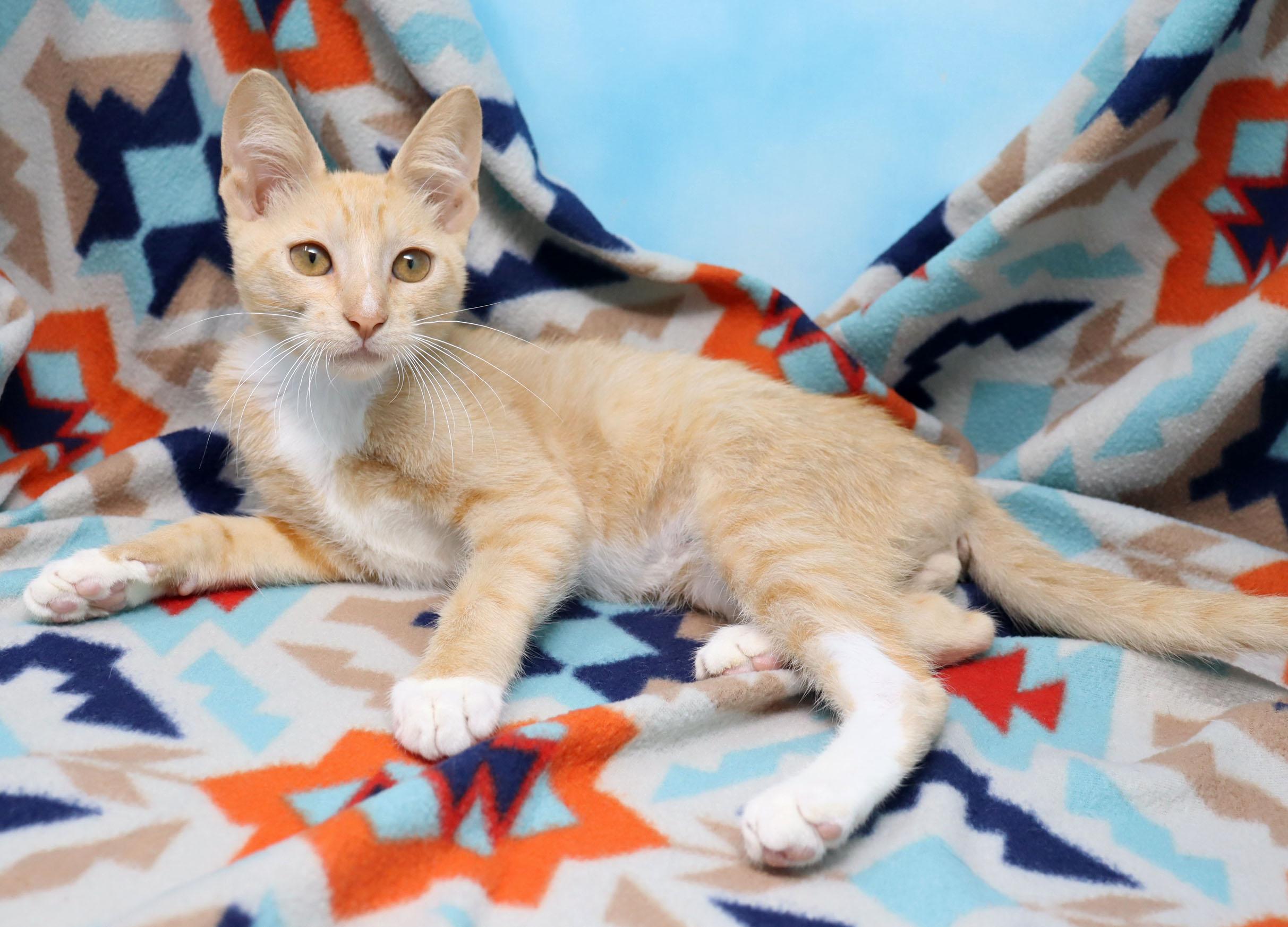 Enlarge Alfredo, a ADOPTABLE Domestic Short Hair in Tierra Verde, FL image 2/3