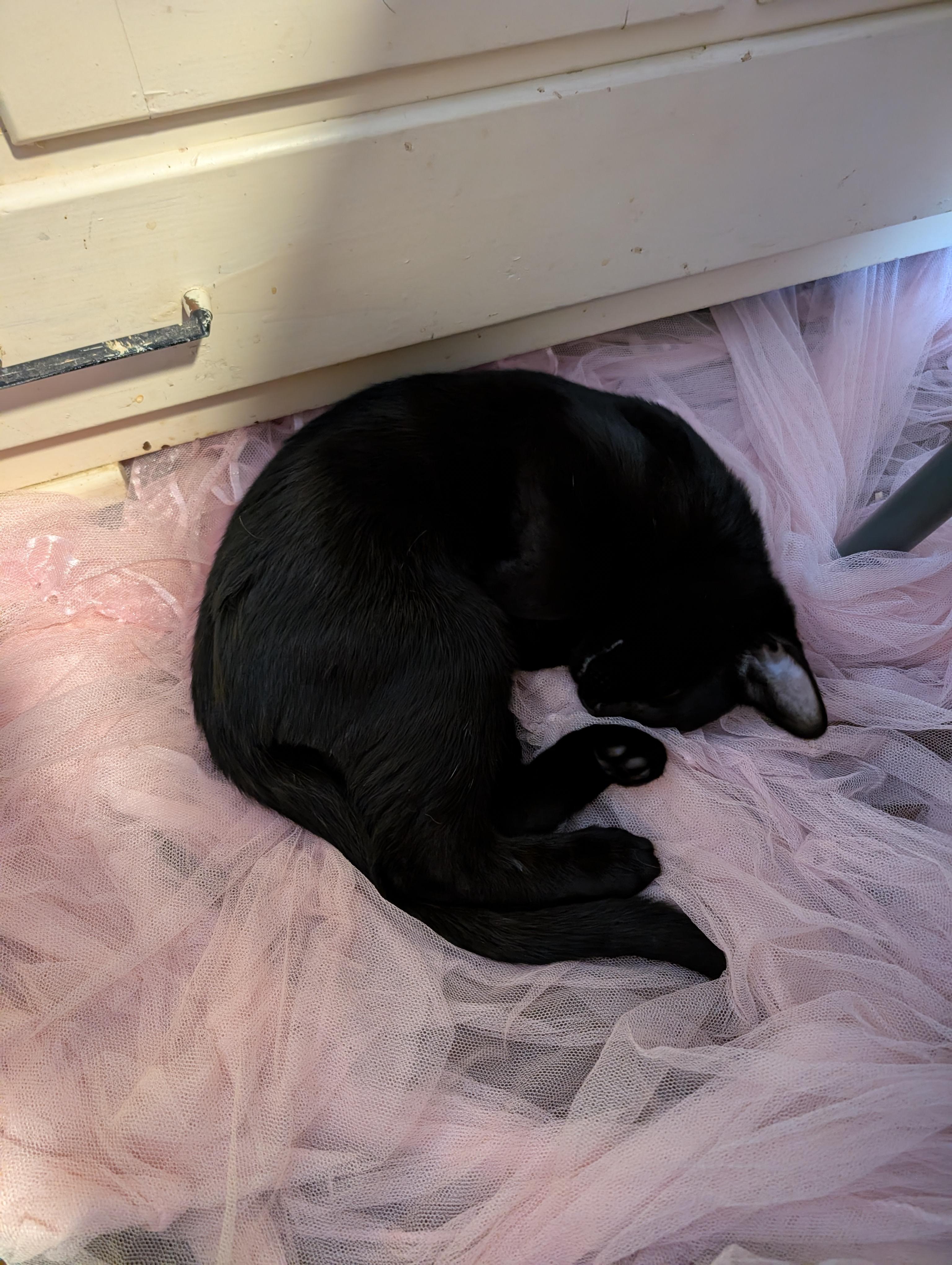 Enlarge Bo, an adopted Domestic Short Hair in Cambridge, ON image 3/4