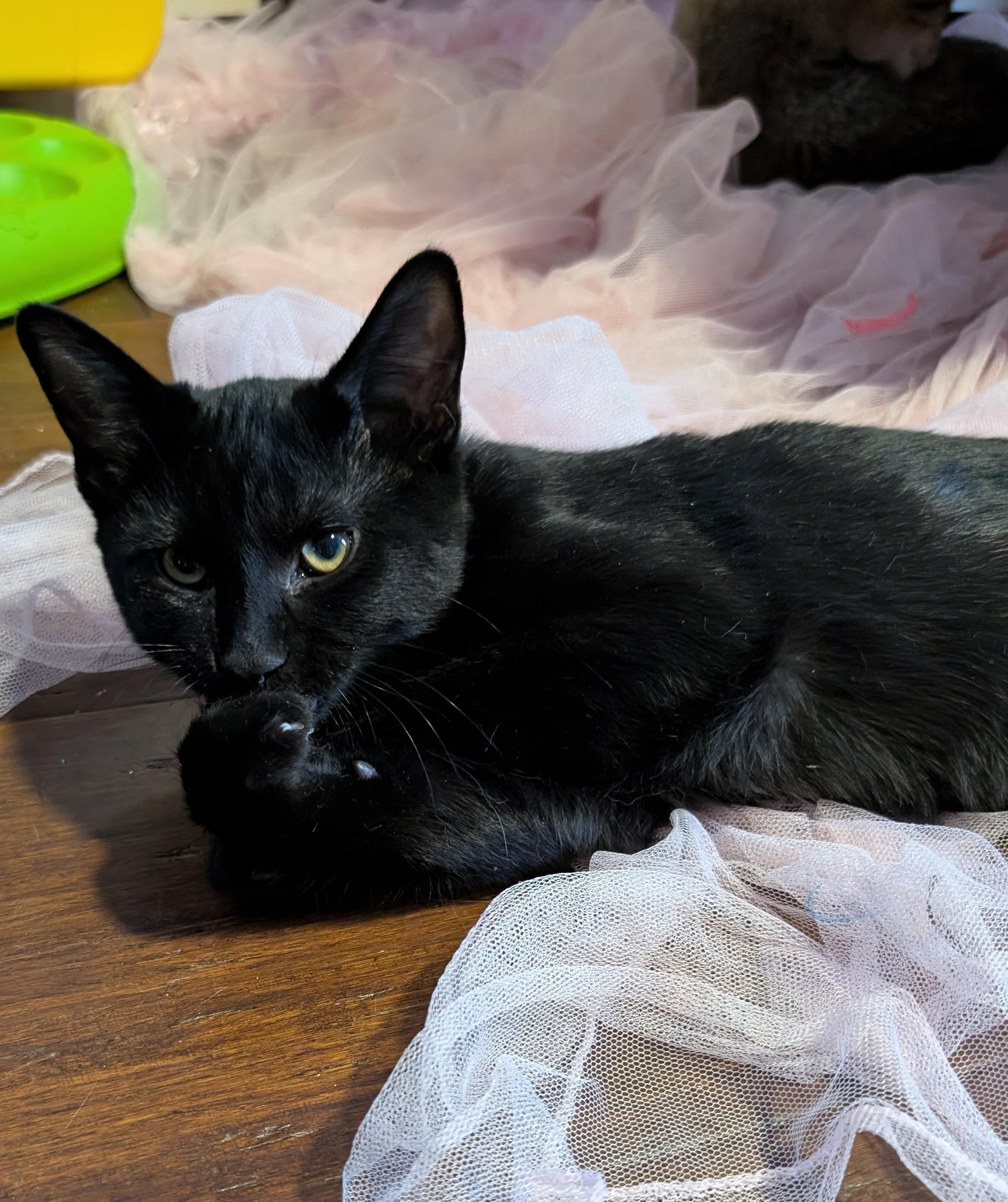 Bo, ADOPTABLE, Kitten Male Domestic Short Hair.