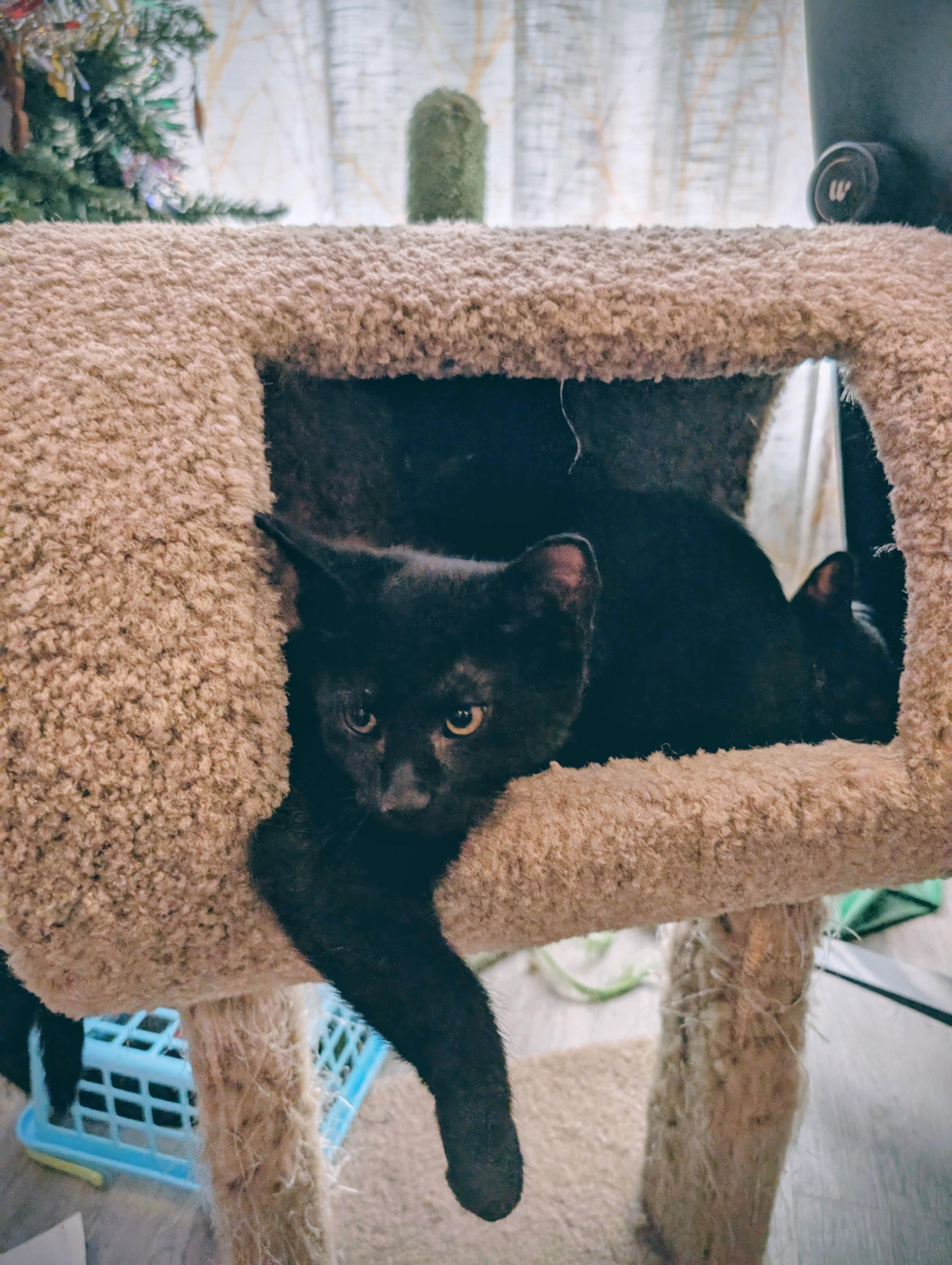 Enlarge Bo, an adopted Domestic Short Hair in Cambridge, ON image 4/4