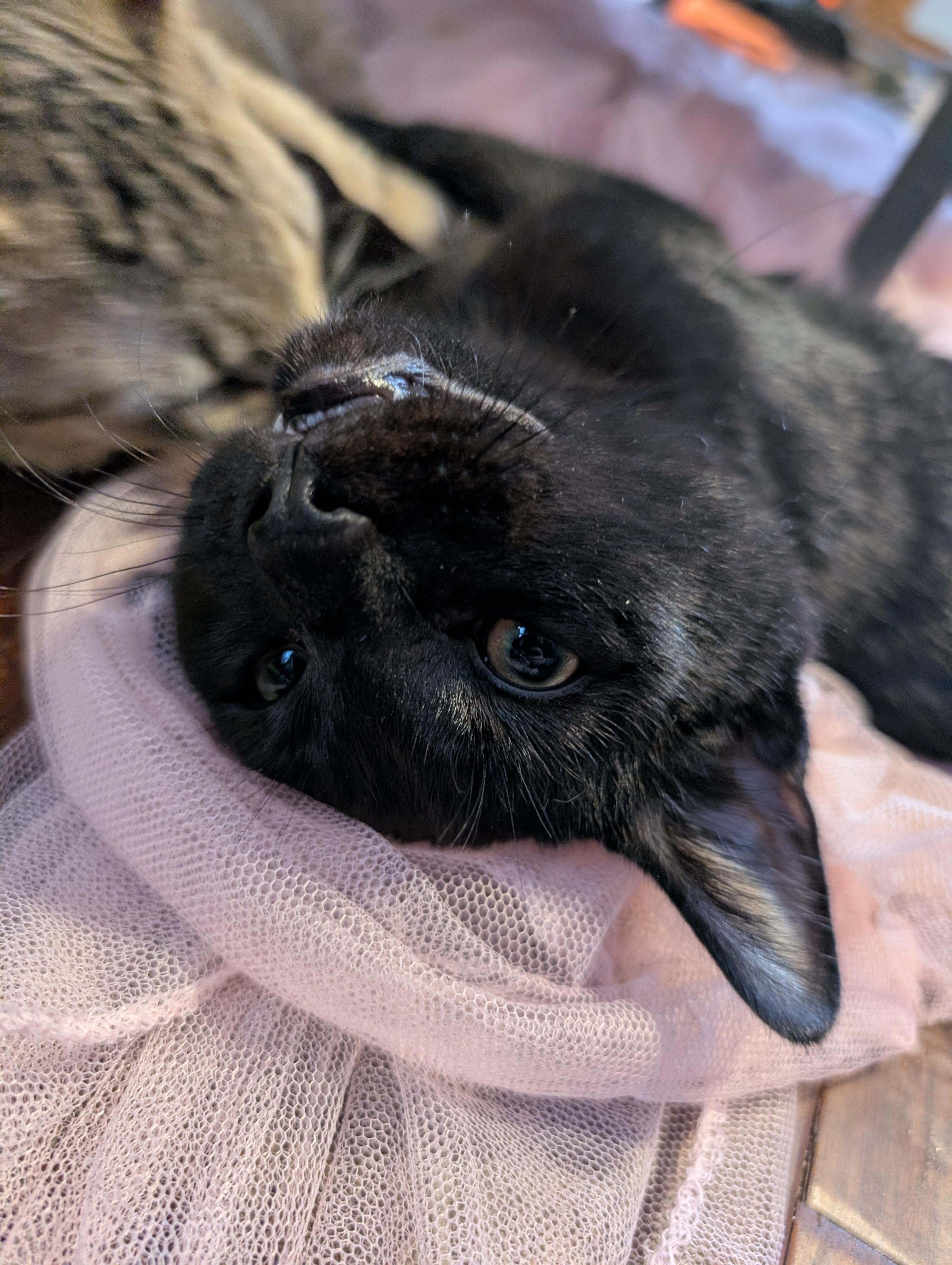 Enlarge Bo, an adopted Domestic Short Hair in Cambridge, ON image 2/4