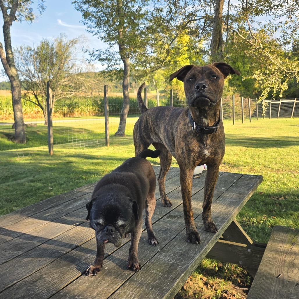 Florence, Adoptable, Adult Female Mixed Breed.