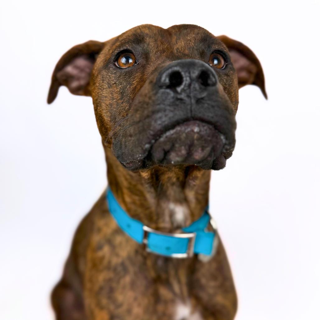 Enlarge Florence, a Adoptable Mixed Breed in Bangall, NY image 2/5