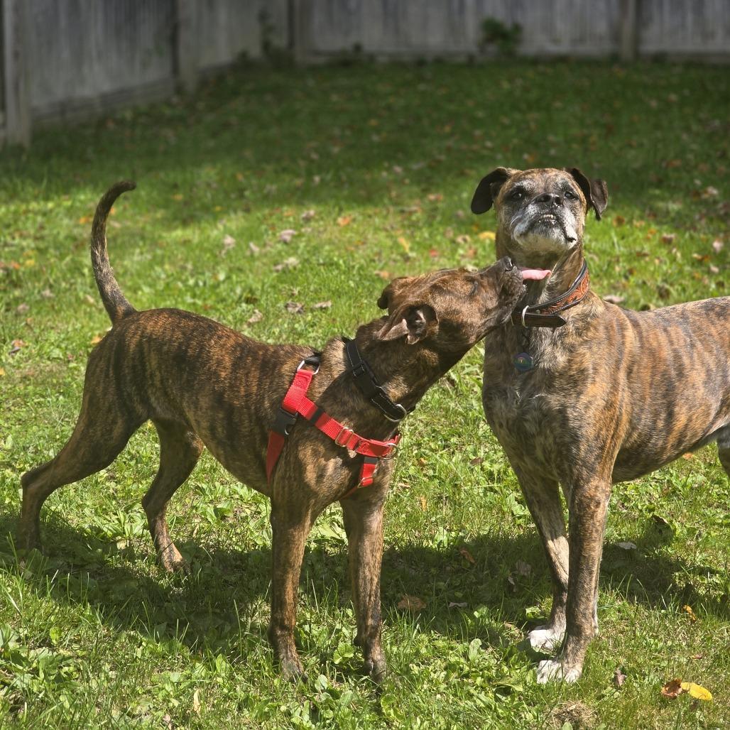 Enlarge Florence, a Adoptable Mixed Breed in Bangall, NY image 3/5
