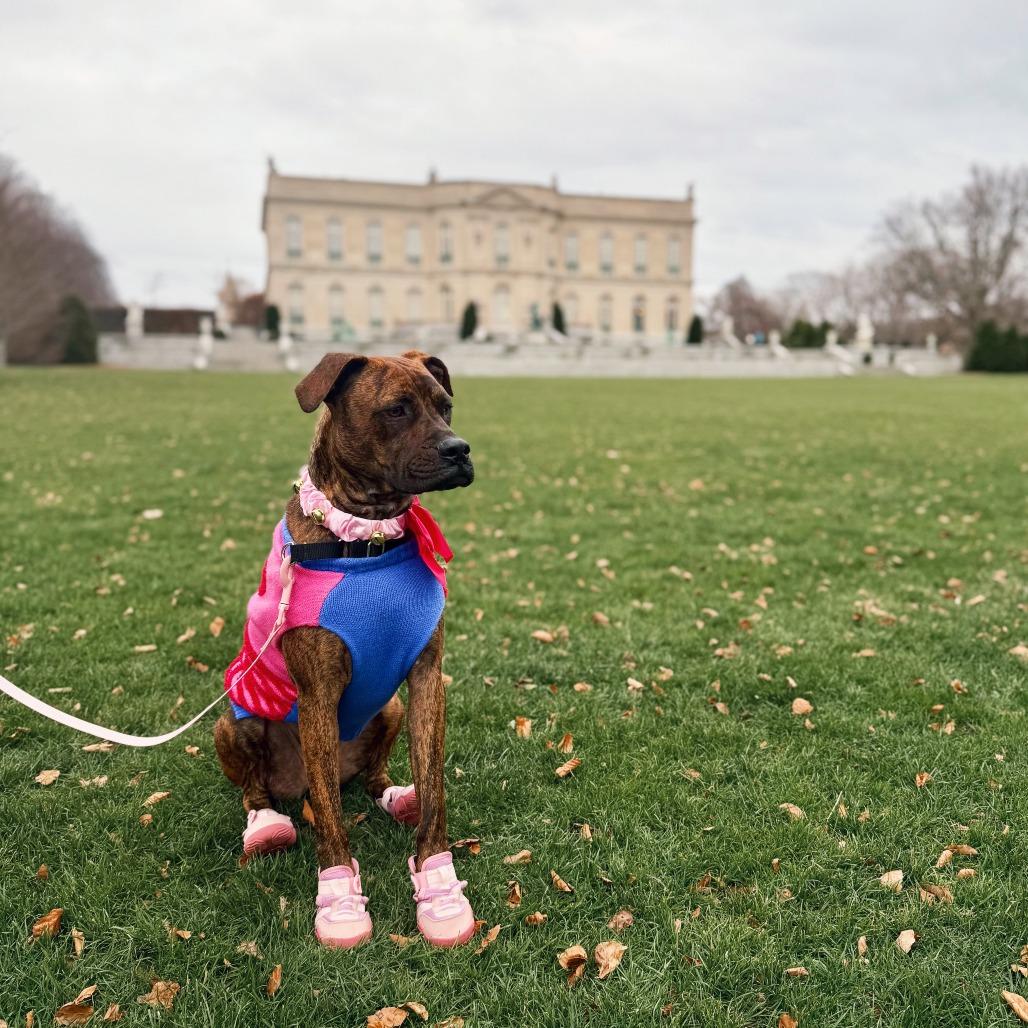 Enlarge Florence, a Adoptable Mixed Breed in Bangall, NY image 4/5