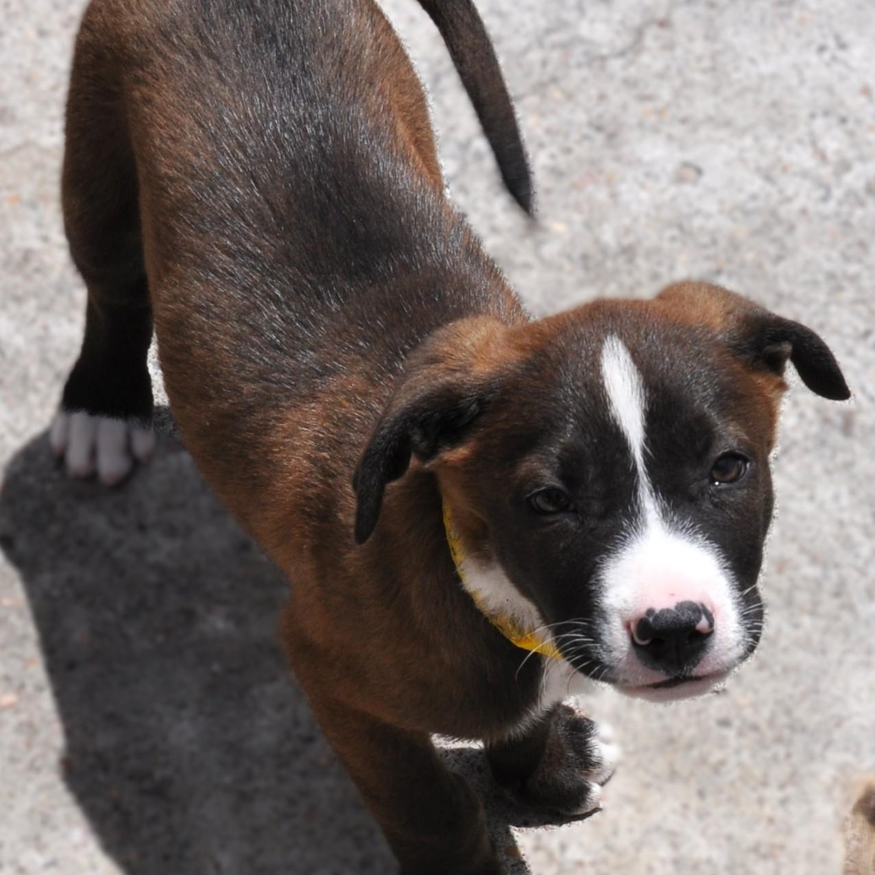 Enlarge Ozzy, a Adopted Mixed Breed in Austin, TX image 2/5