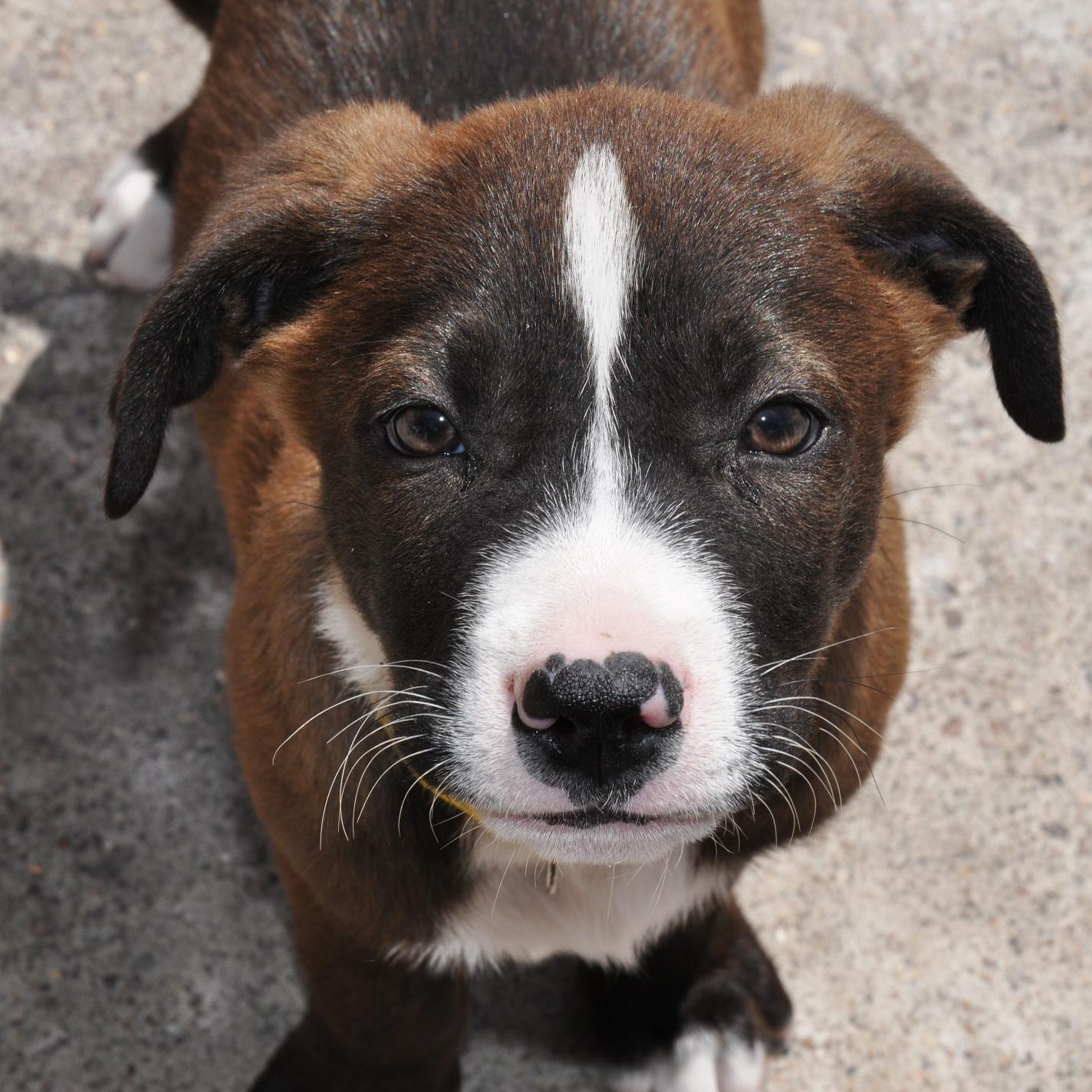 Ozzy, Adopted, Puppy Male Mixed Breed.