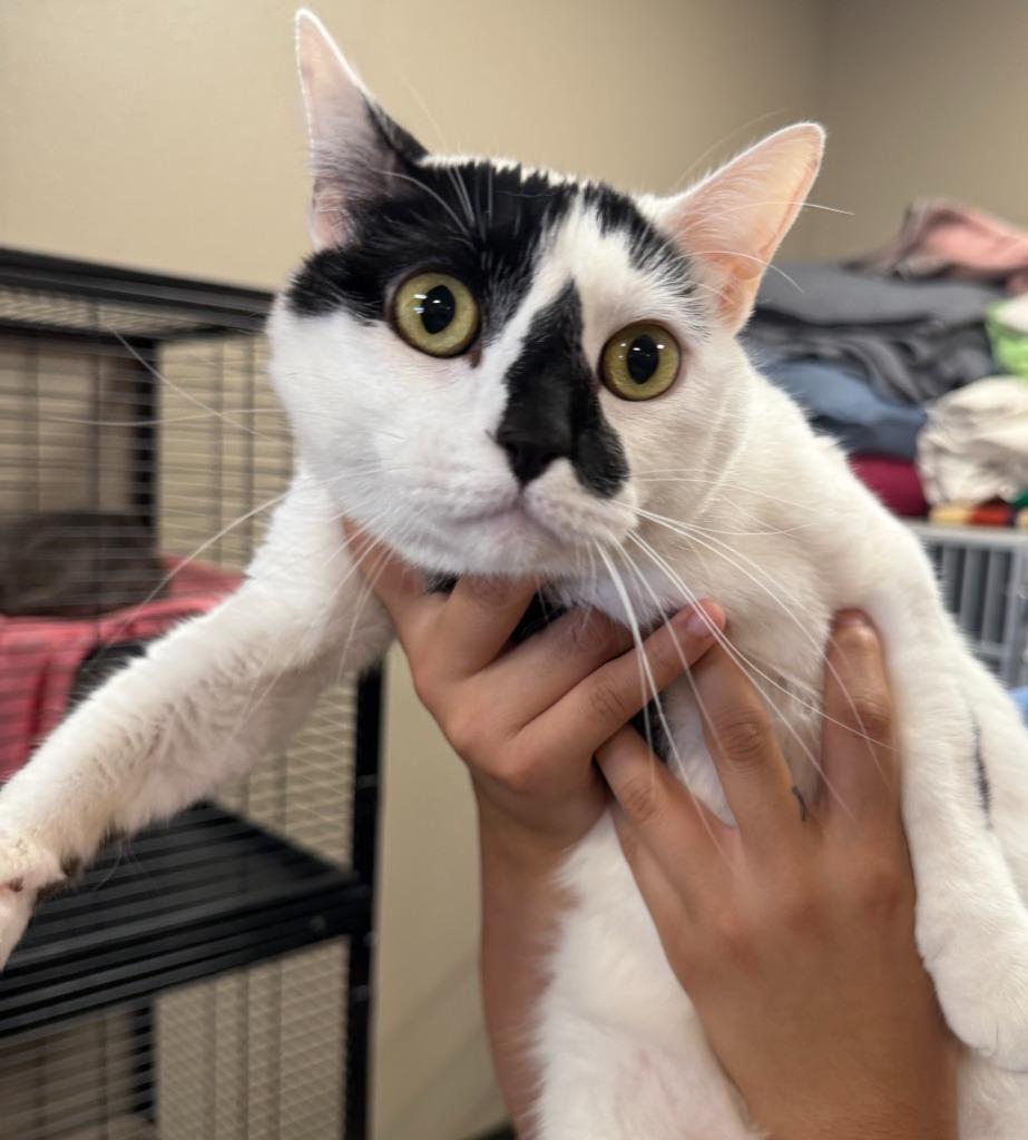 Lenny, Adoptable, Young Male Domestic Short Hair.