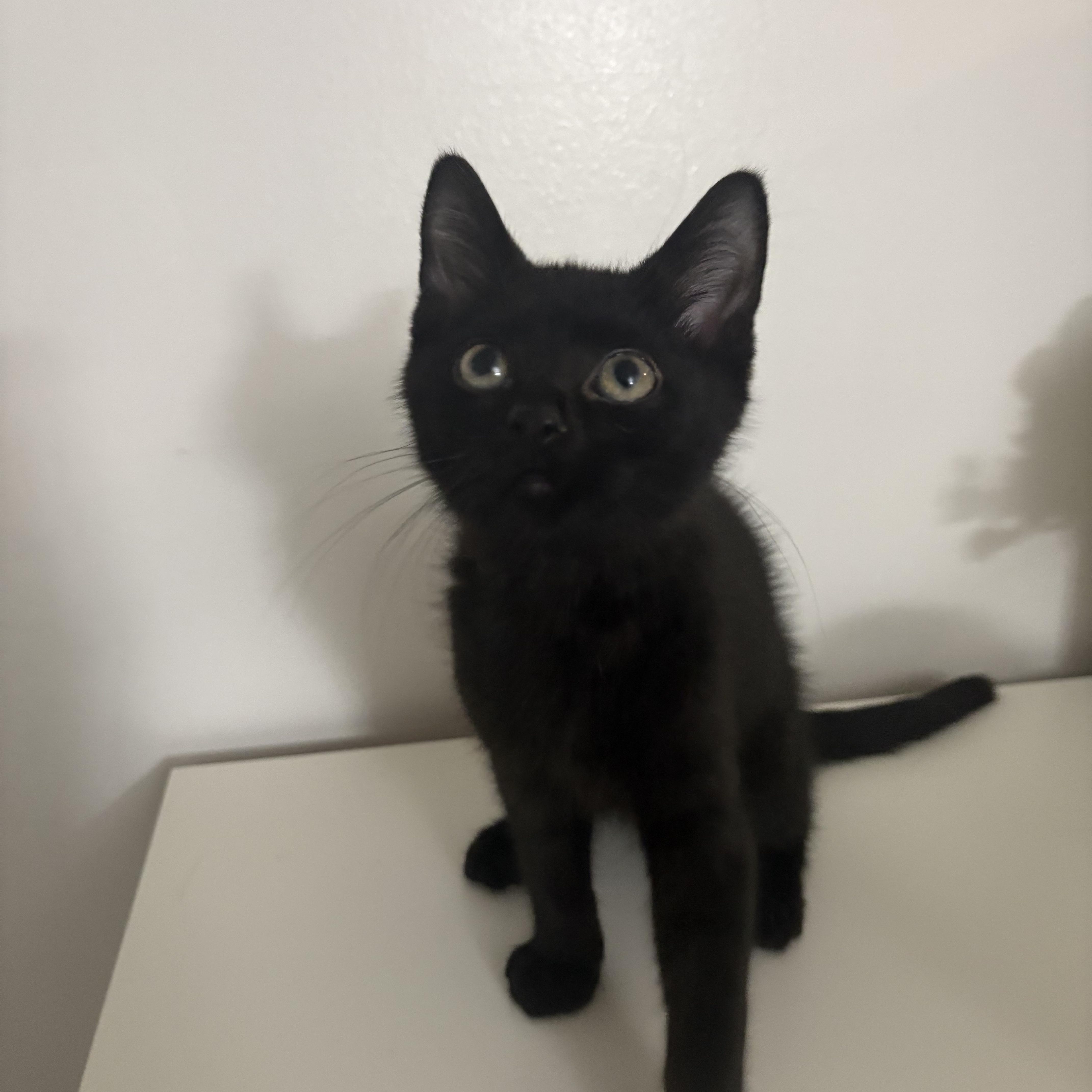 Edgar, adopted, Kitten Male Domestic Short Hair.