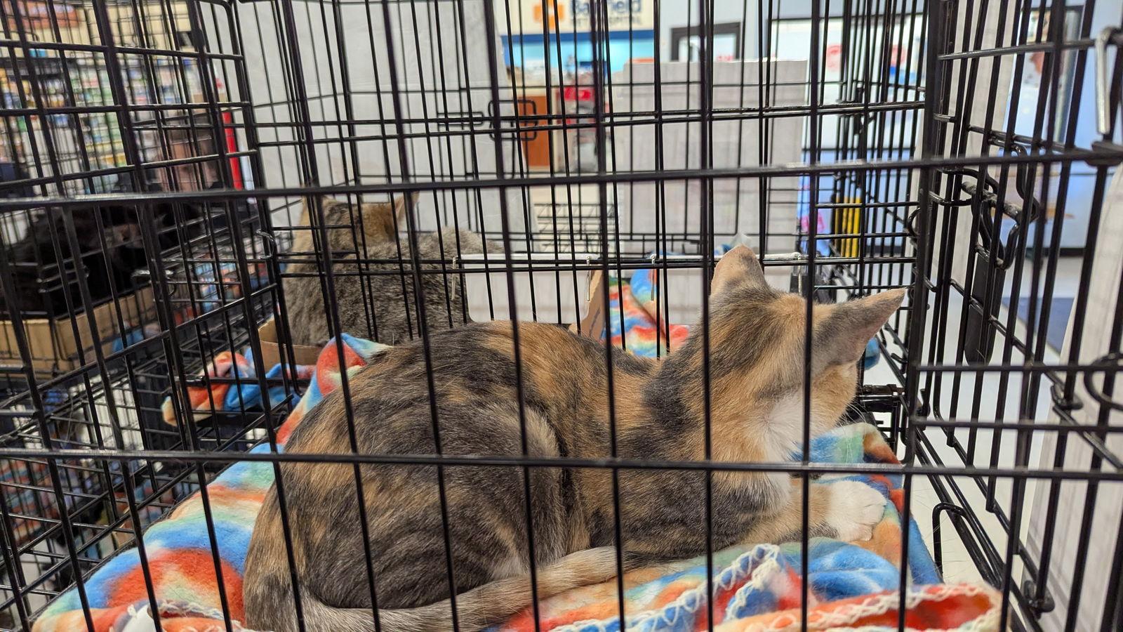 Enlarge Sandy 0822, a Adopted Domestic Short Hair in Locust Grove, VA image 2/2