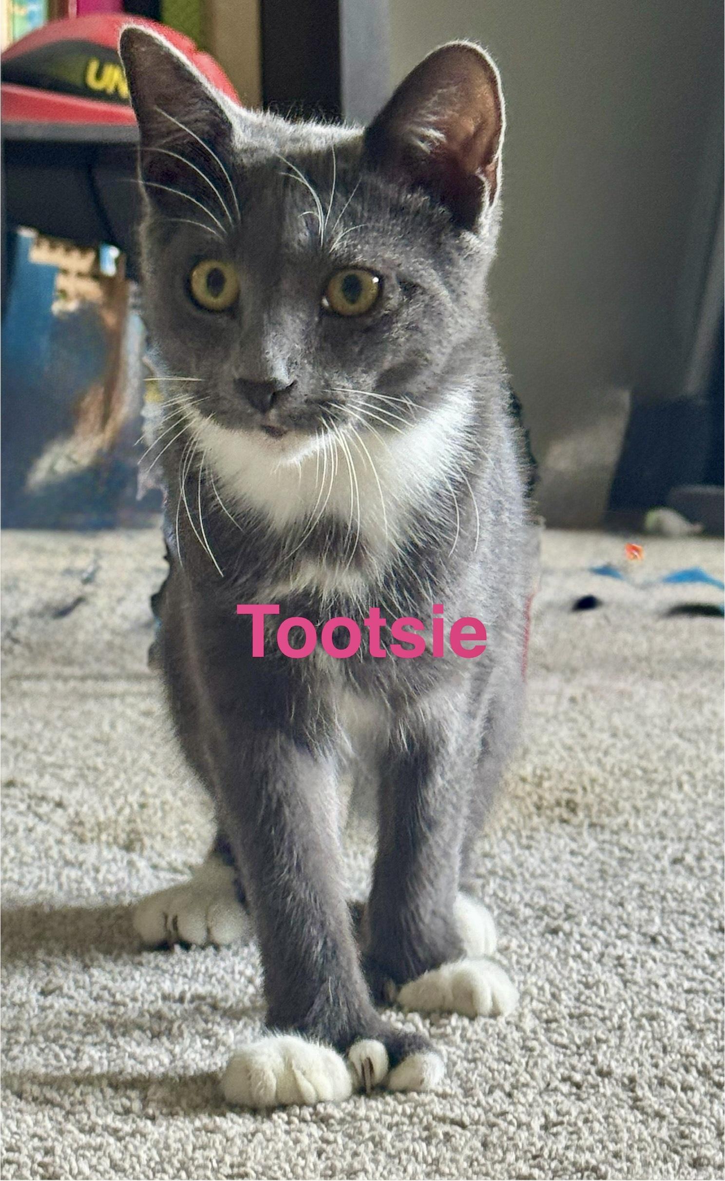 Tootsie thumbnail 2