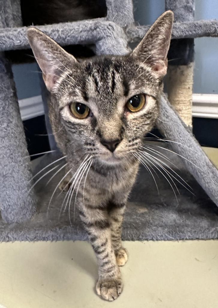 Mittens, Adoptable, Adult Female Domestic Short Hair.