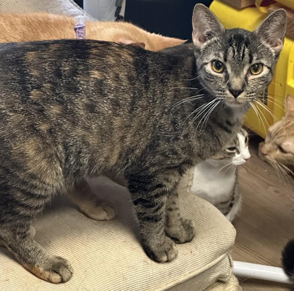 Mittens, a Adoptable mixed breed in LIberty, NY image 1/4