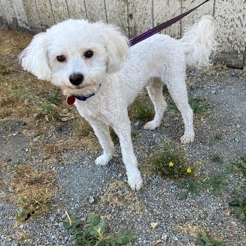 Archie, Adoptable, Adult Male Poodle.