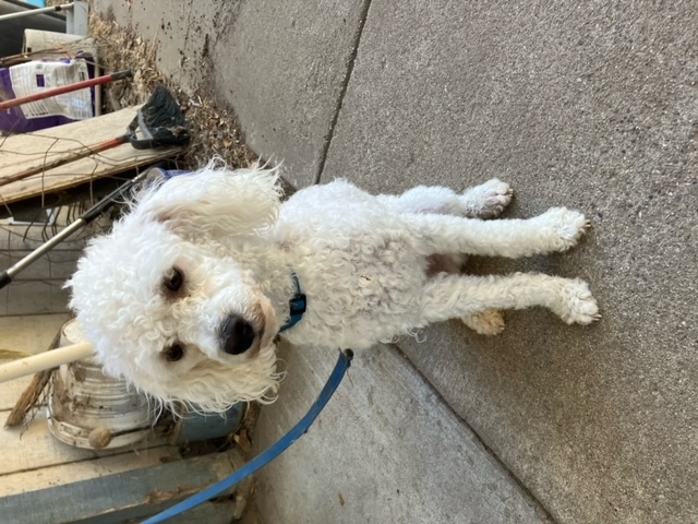 Archie, a Adoptable Poodle in San Jose, CA image 2/2