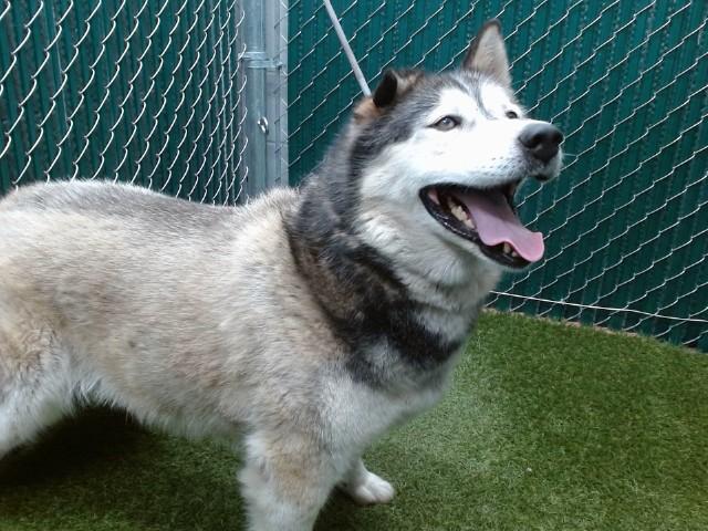 VELA, Adoptable, Adult Female Siberian Husky.