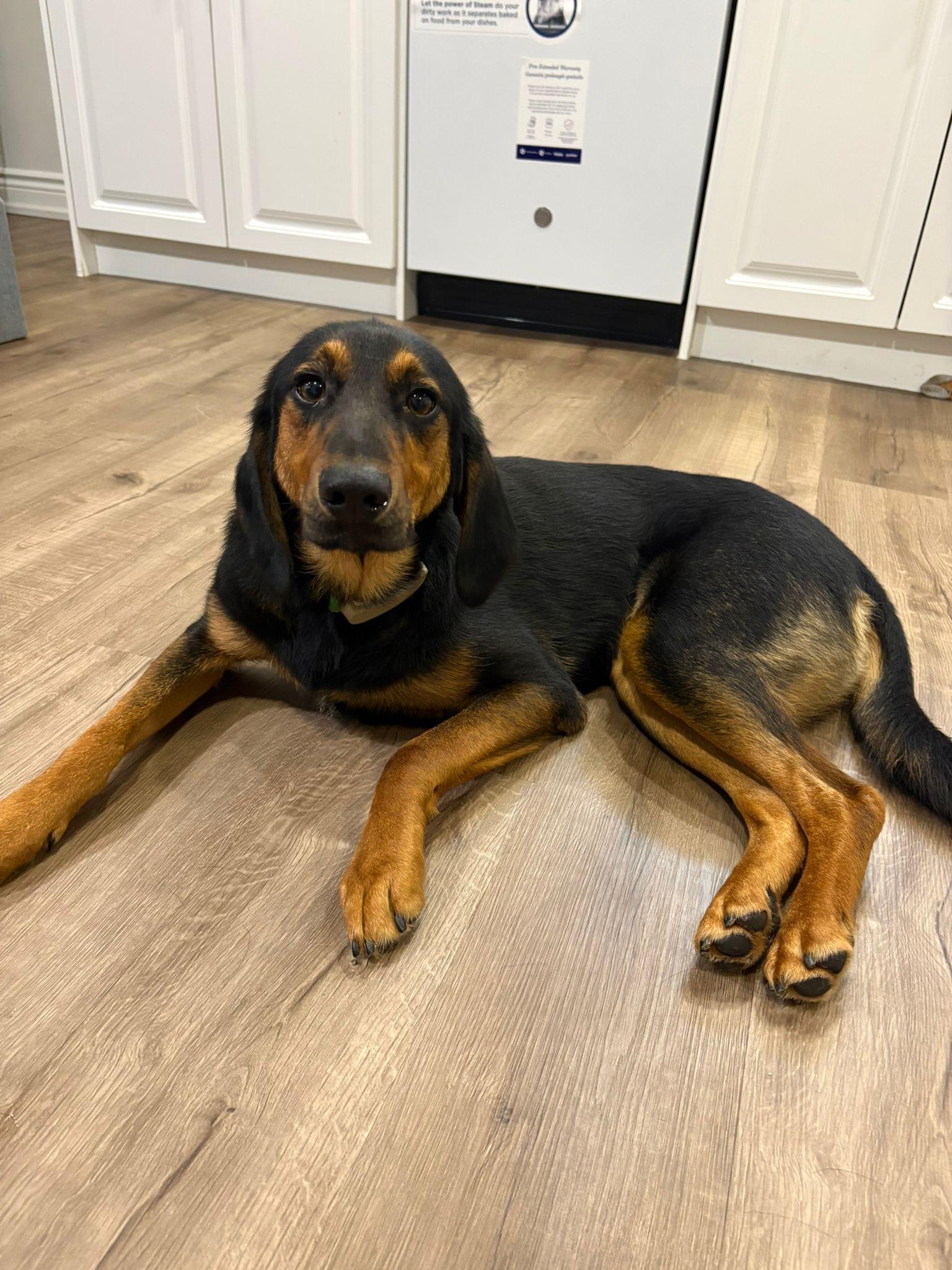 Enlarge Atlas, a Adoptable mixed breed in Aurora, ON image 4/6
