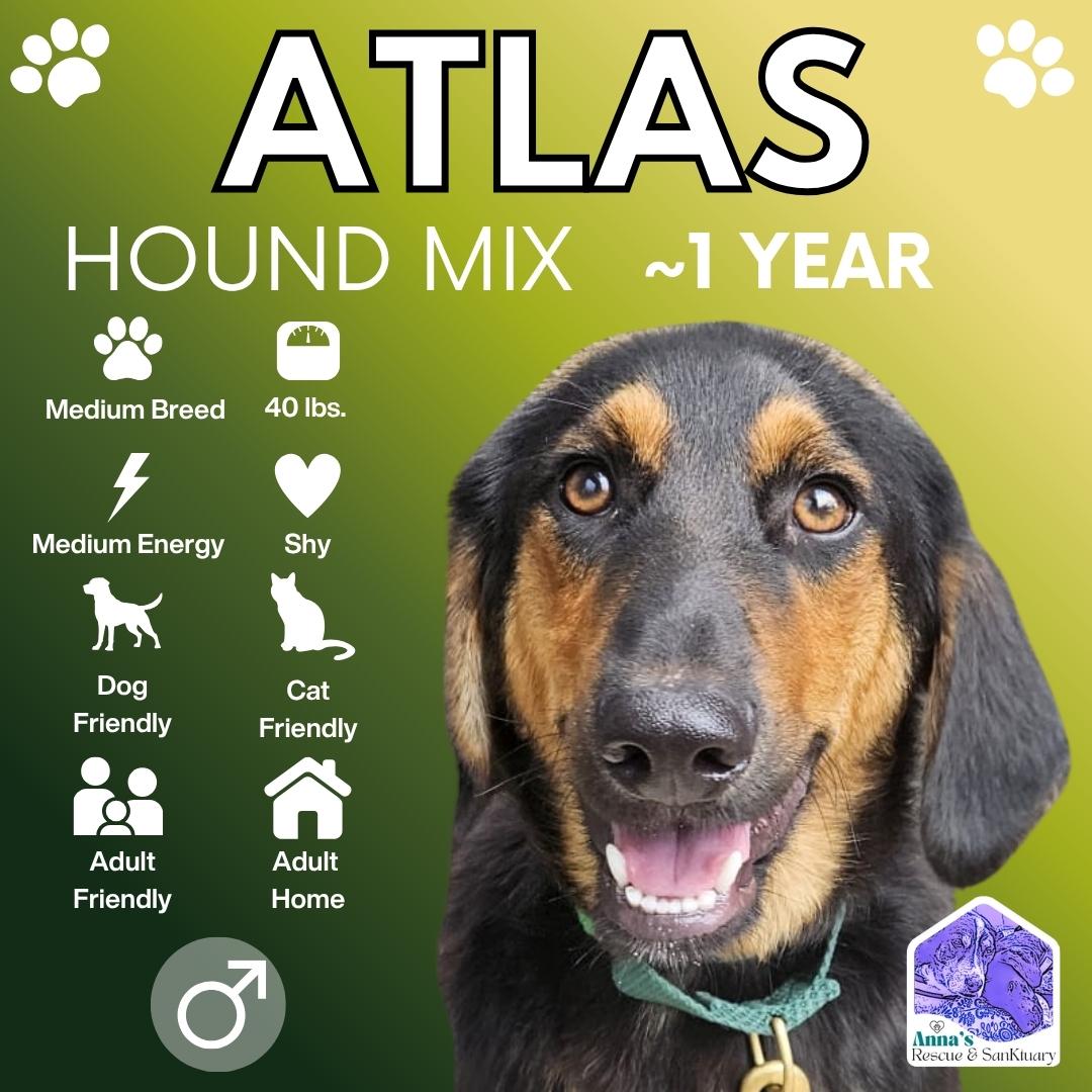 Atlas, Adoptable, Young Male Black and Tan Coonhound & Mixed Breed.