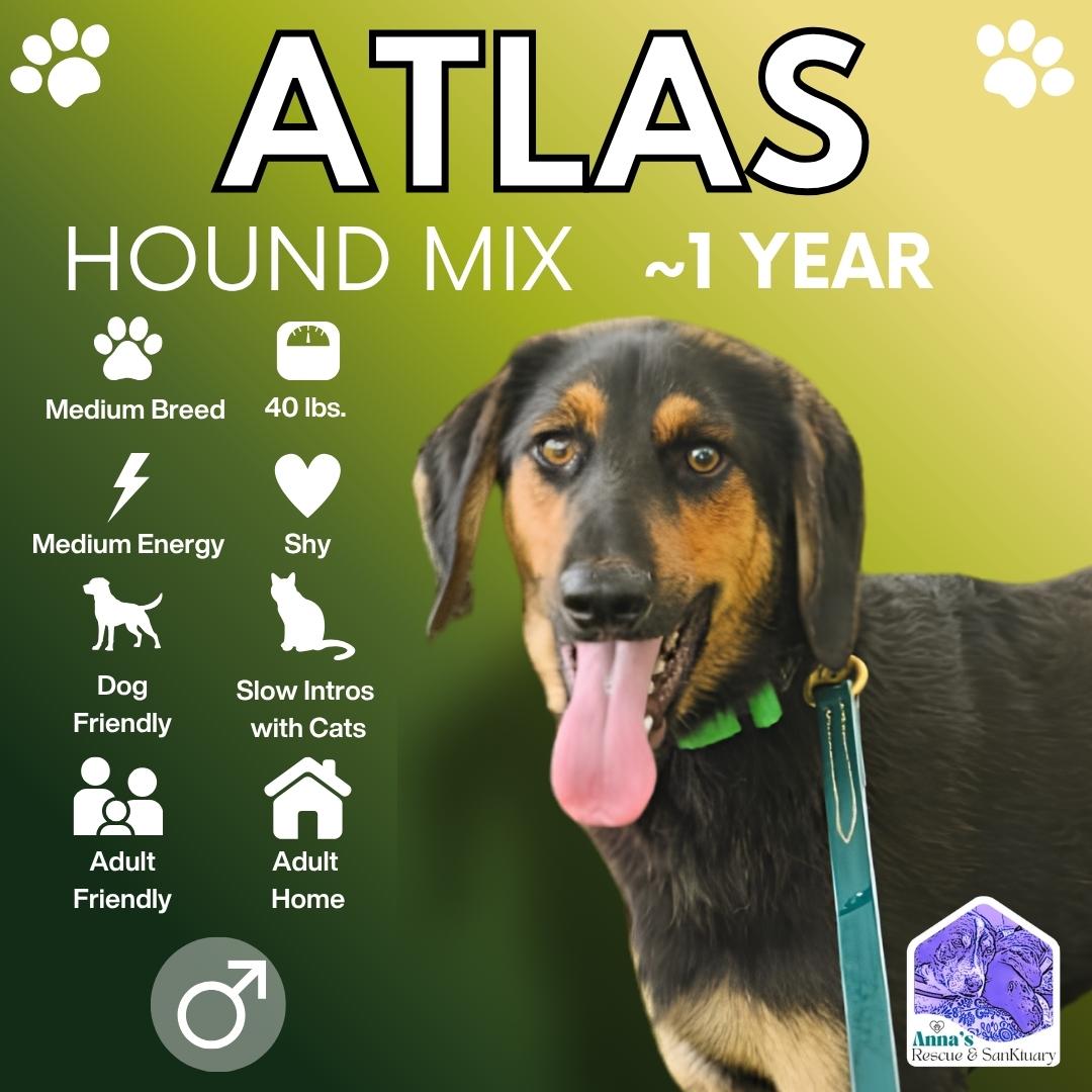 Atlas, Adoptable, Young Male Black and Tan Coonhound & Mixed Breed.