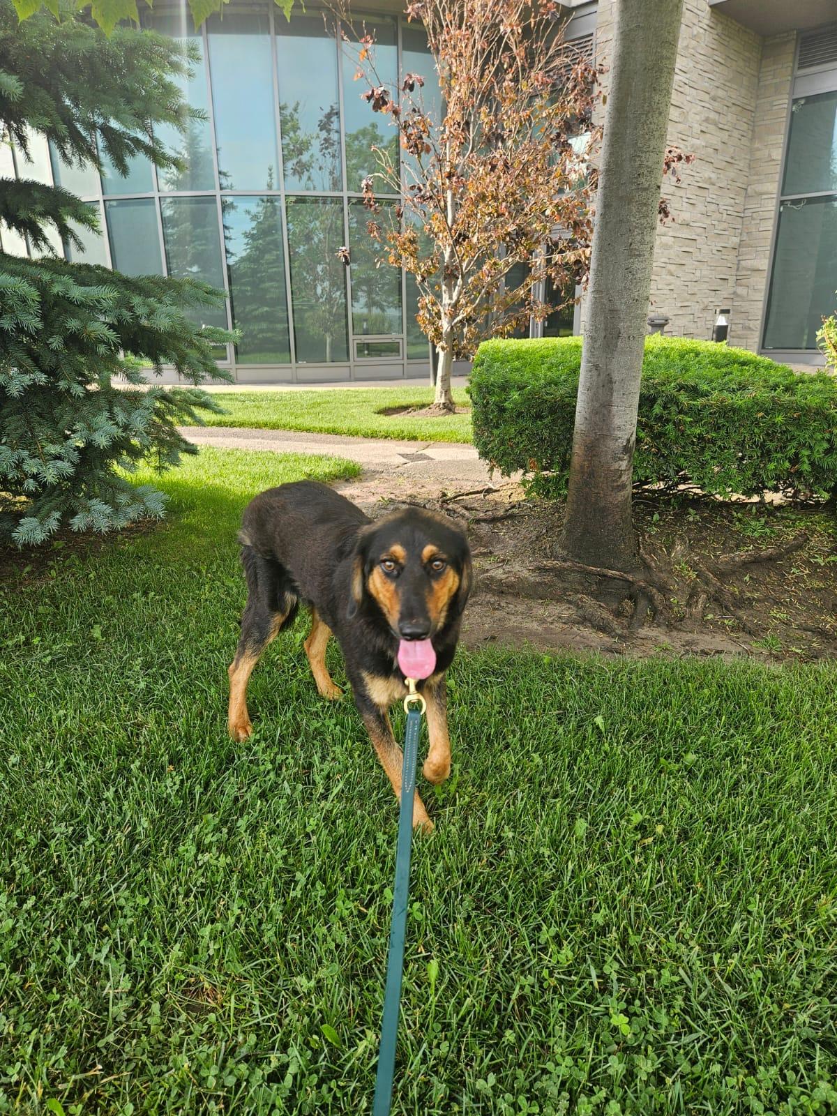 Enlarge Atlas, a Adoptable mixed breed in Aurora, ON image 5/6