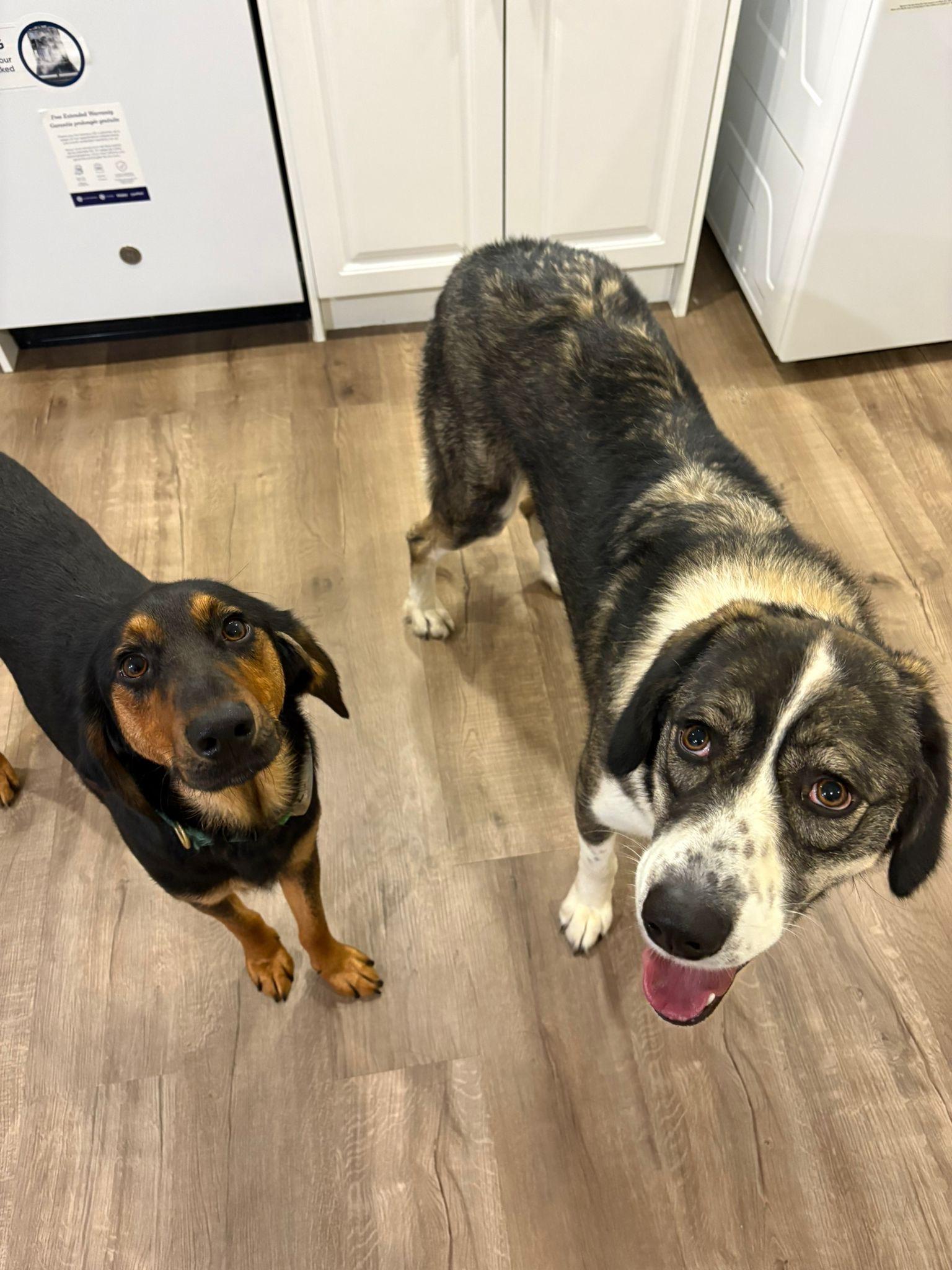 Enlarge Atlas, a Adoptable mixed breed in Aurora, ON image 6/6