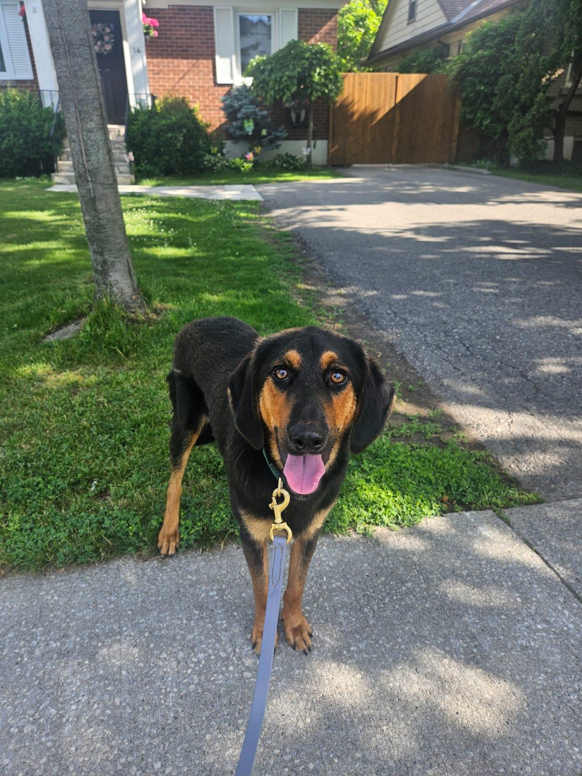 Enlarge Atlas, a Adoptable mixed breed in Aurora, ON image 2/6