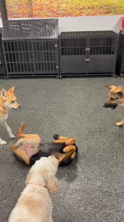 Enlarge Atlas, a Adoptable mixed breed in Aurora, ON video 3/6